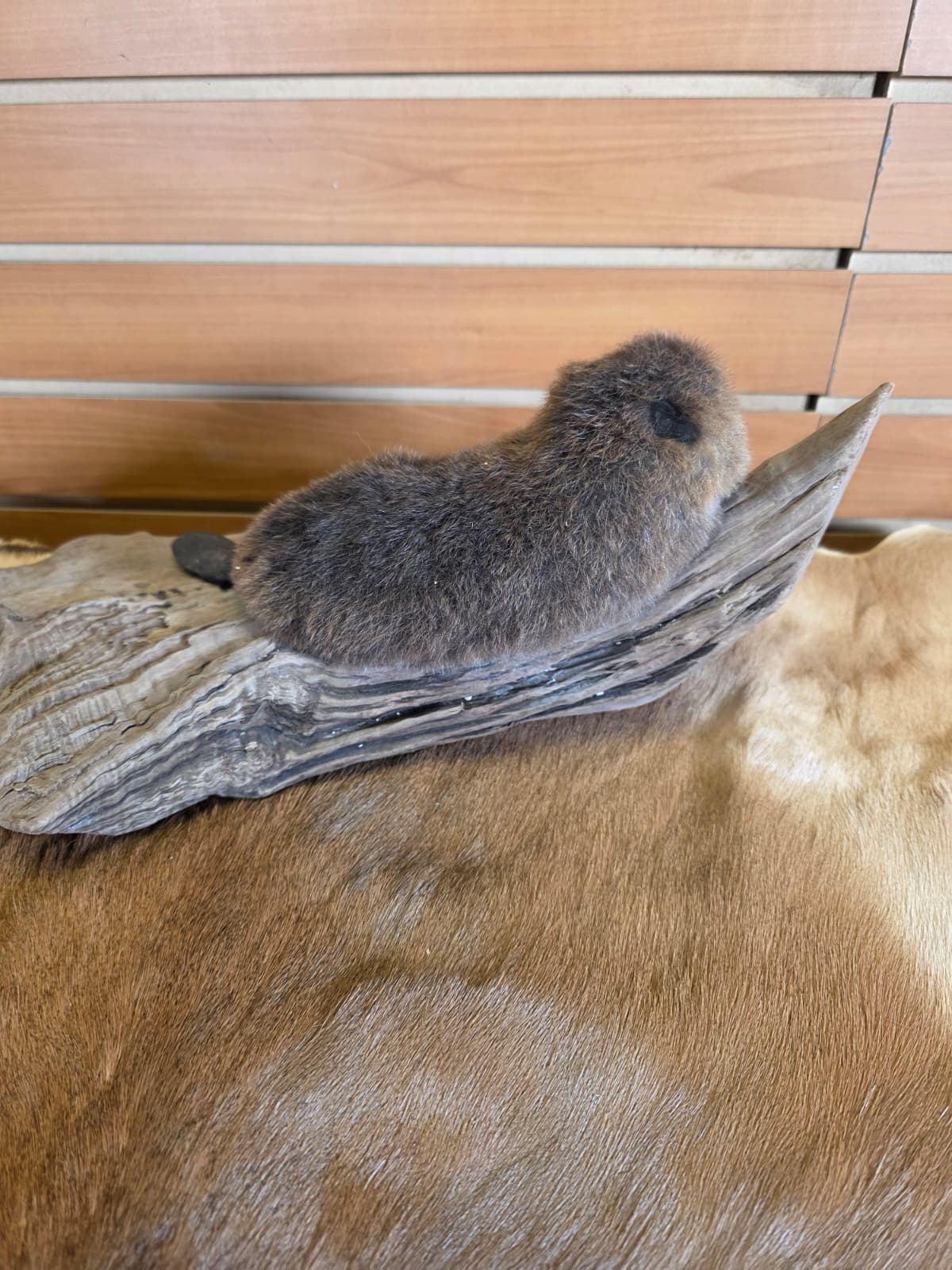 FHCK65 - Baby Beaver Taxidermy Mount