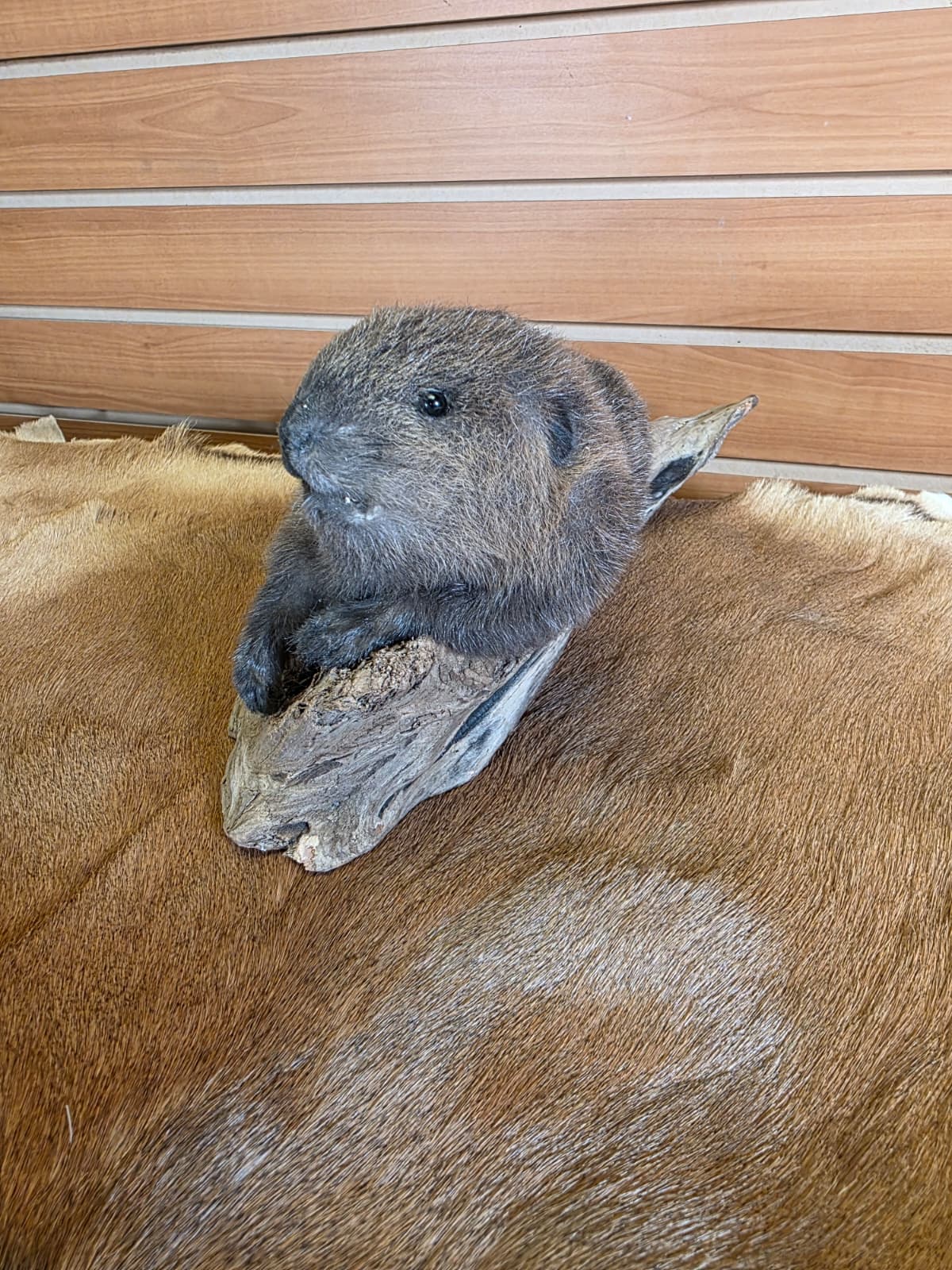 FHCK62 - Baby Beaver Taxidermy Mount