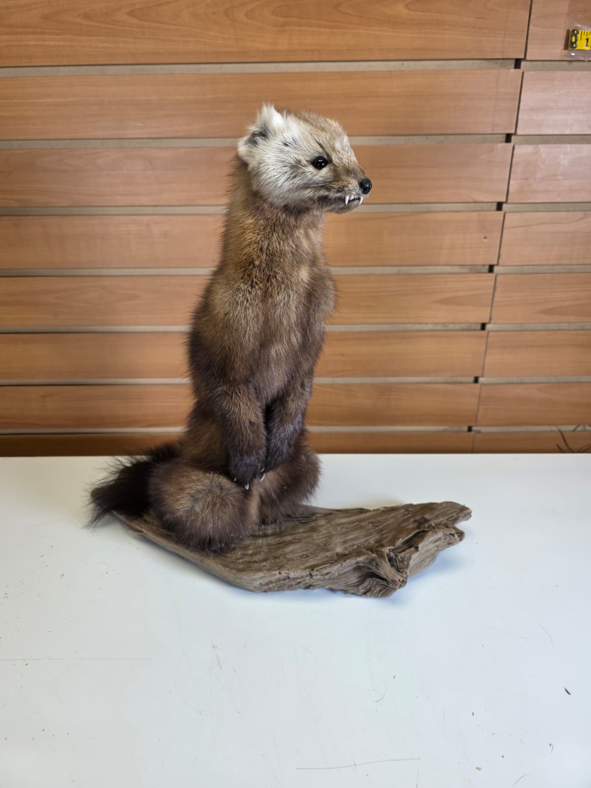 FHCK54 - Pine Marten Taxidermy Mount
