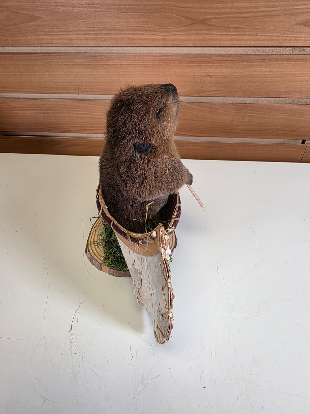FHCK58 - Muskrat Taxidermy Mount