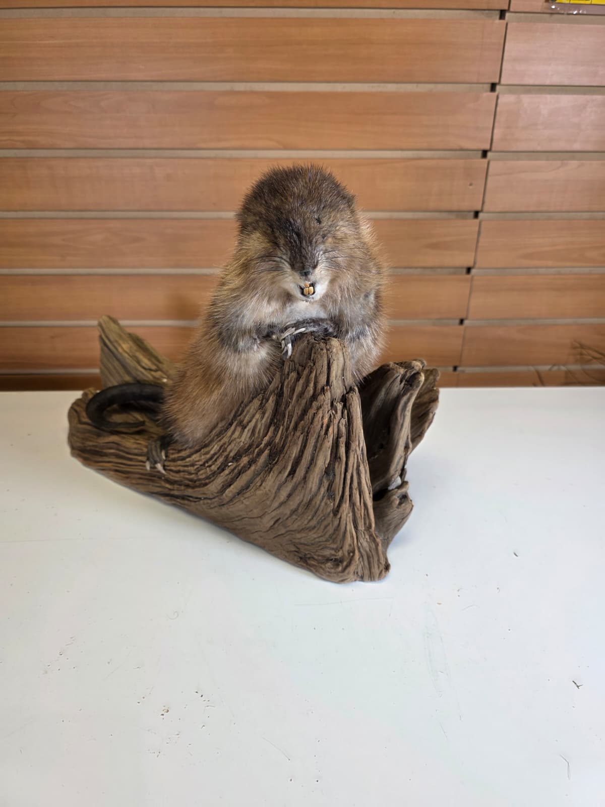 FHCK56 - Muskrat Taxidermy Mount