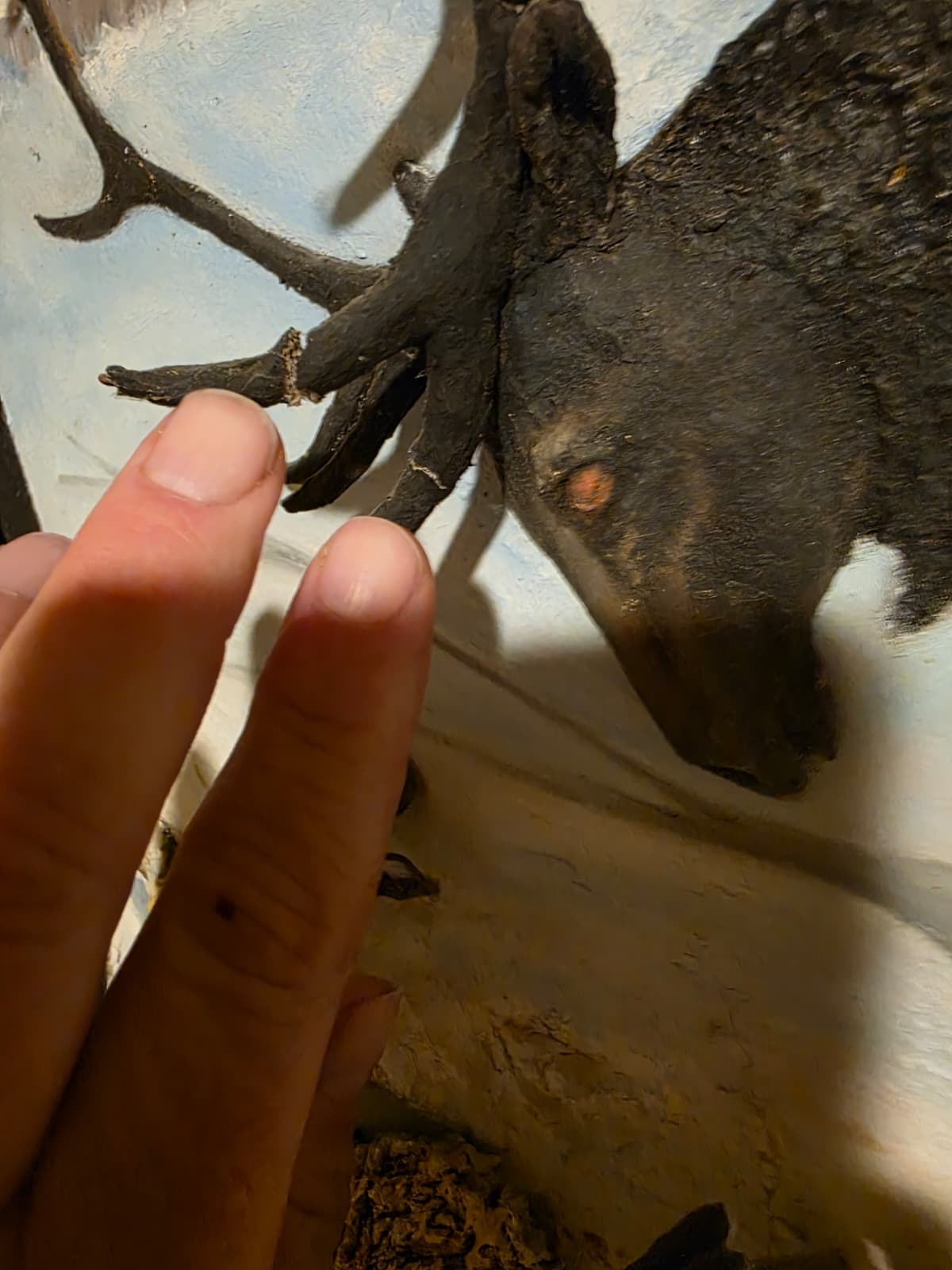 JTV13 - d Elk Antler Panel – 2 Cracked Horns