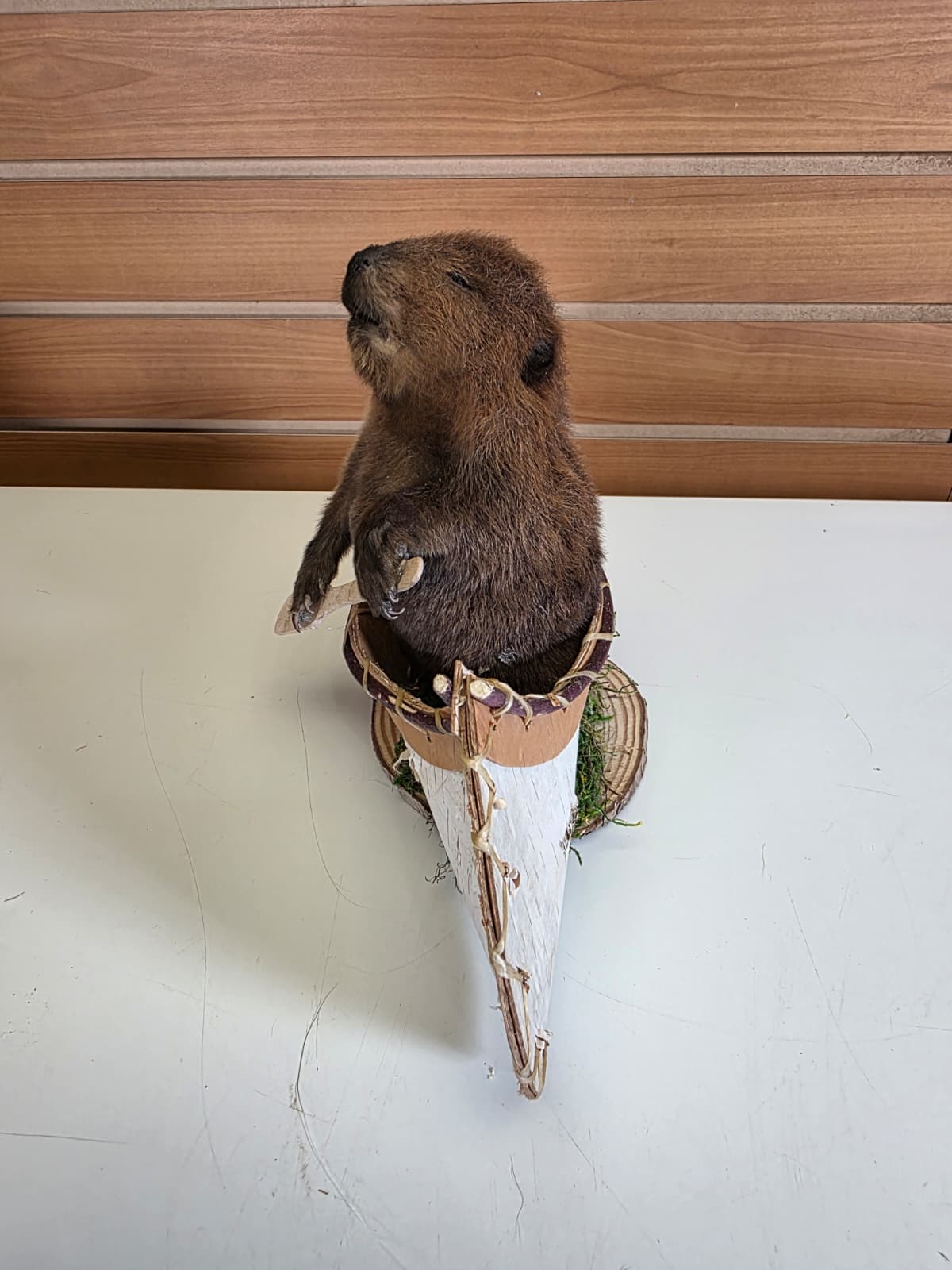 FHCK58 - Muskrat Taxidermy Mount