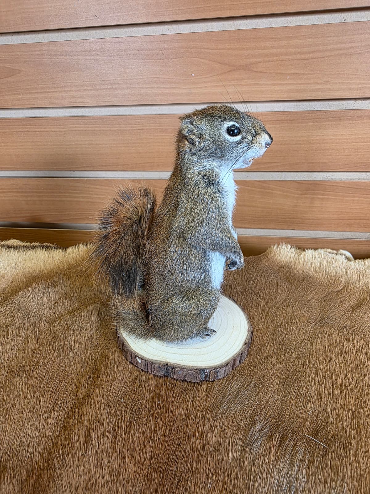 FHCK74 - American Red Squirrel Taxidermy Mount