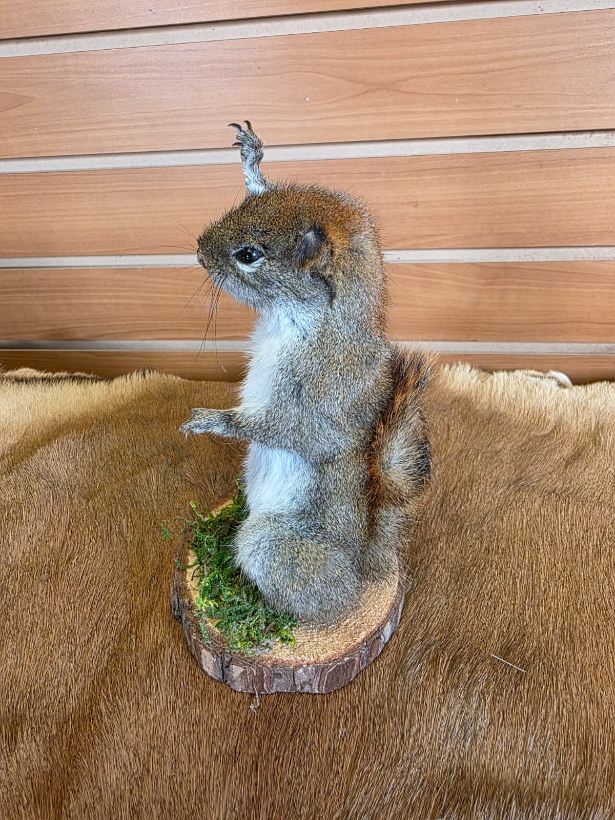 FHCK70 - American Red Squirrel Taxidermy Mount
