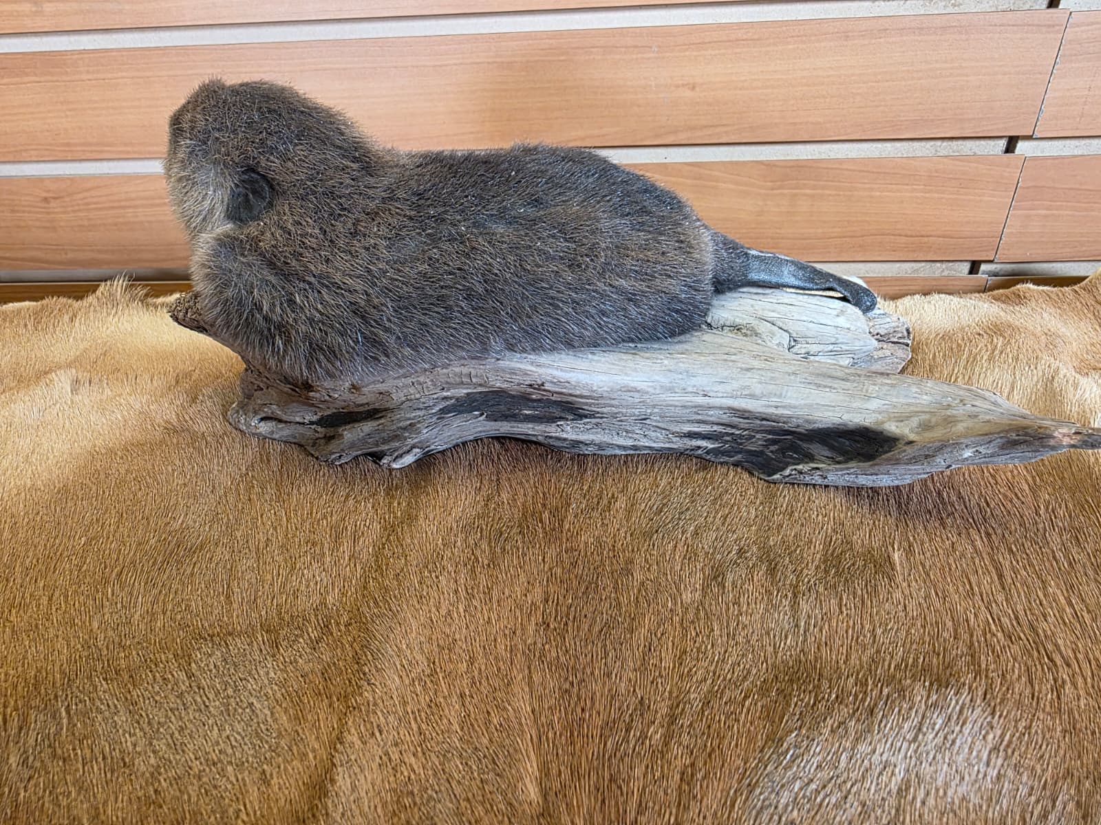 FHCK62 - Baby Beaver Taxidermy Mount