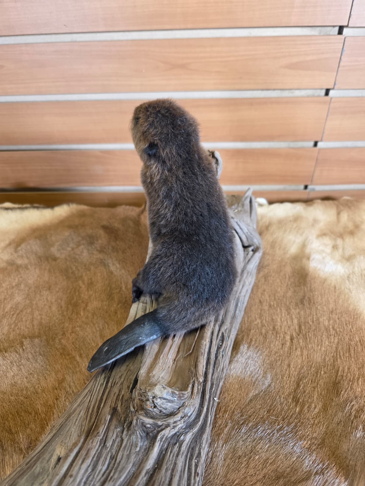 FHCK66 - Baby Beaver Taxidermy Mount