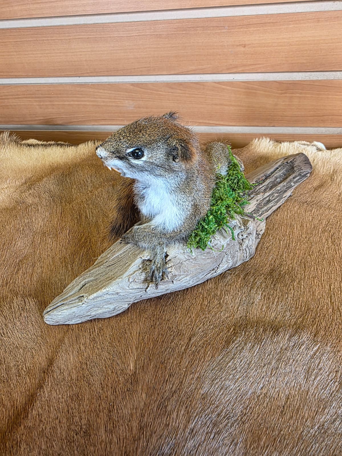 FHCK69 - American Red Squirrel Taxidermy Mount