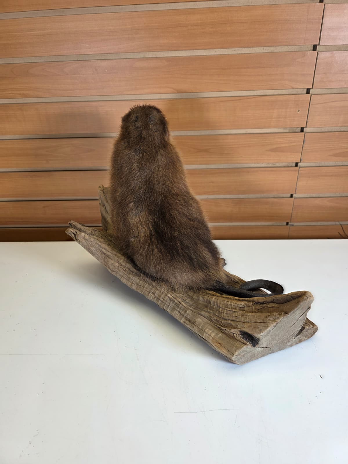 FHCK56 - Muskrat Taxidermy Mount
