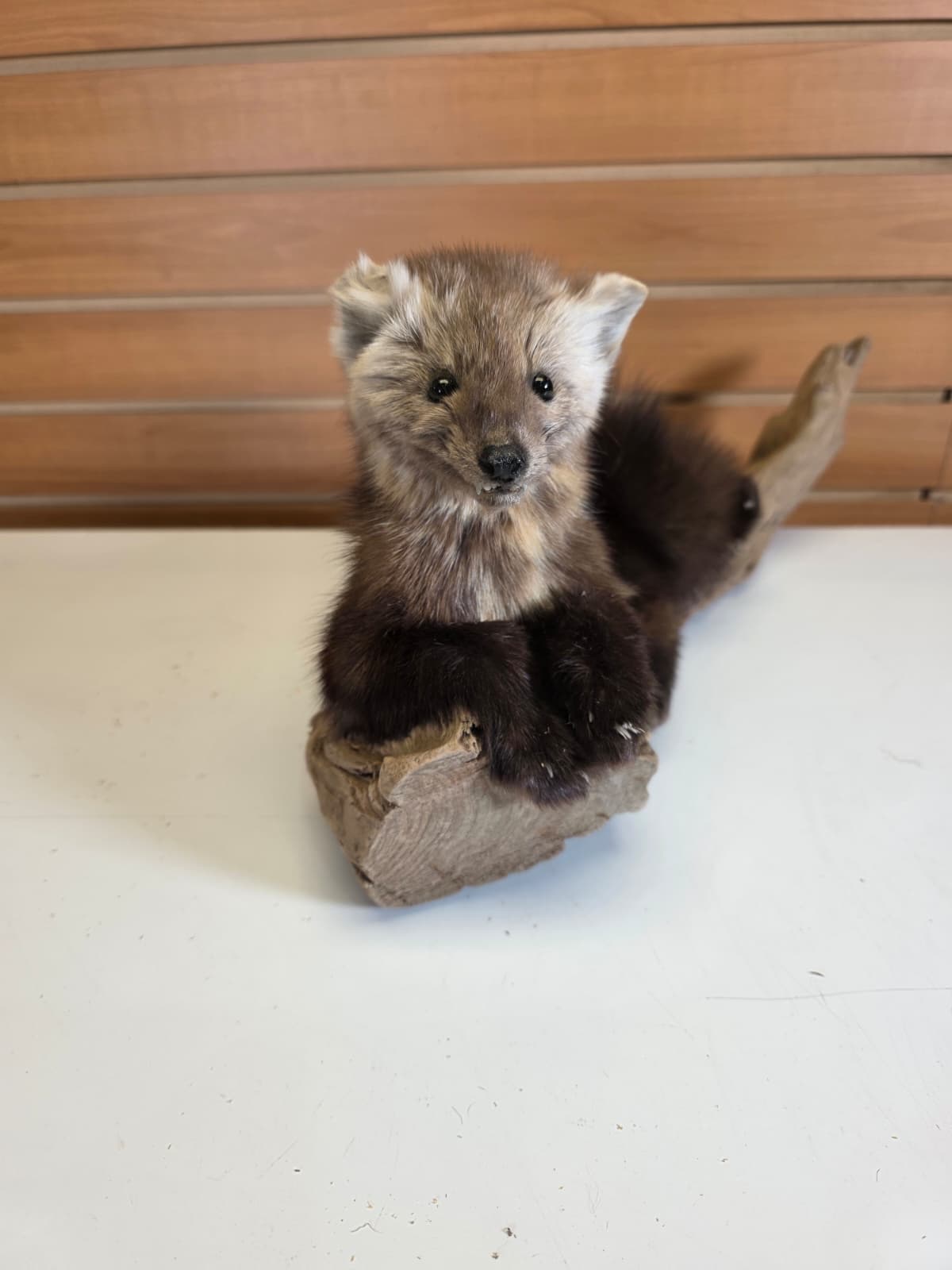 FHCK53 - Pine Marten Taxidermy Mount