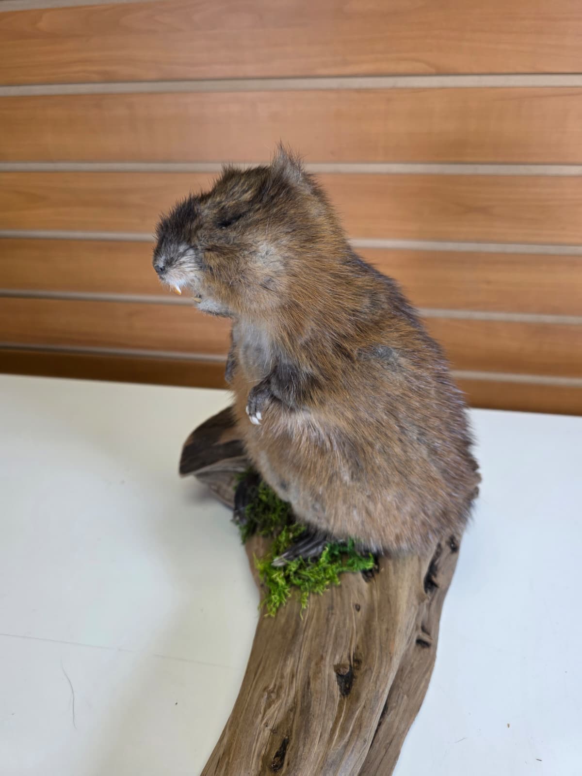 FHCK59 - Muskrat Taxidermy Mount