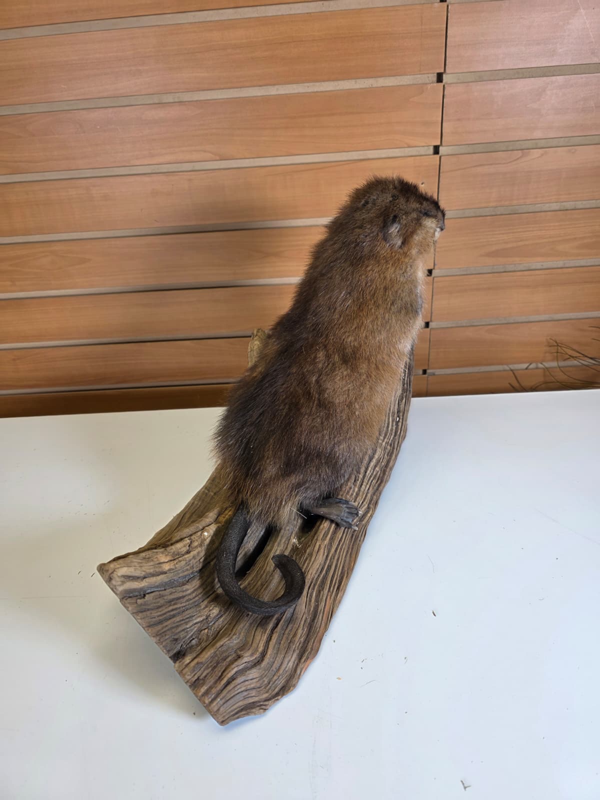 FHCK56 - Muskrat Taxidermy Mount