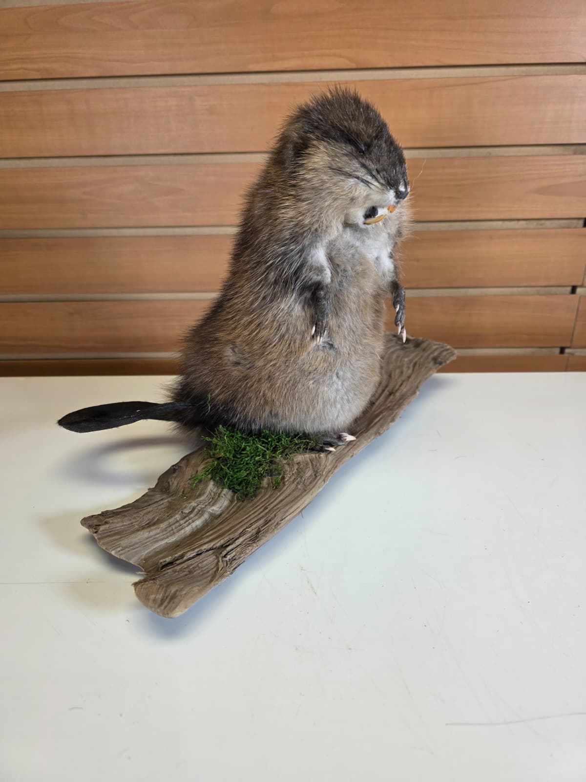 FHCK51 - Muskrat Taxidermy Mount