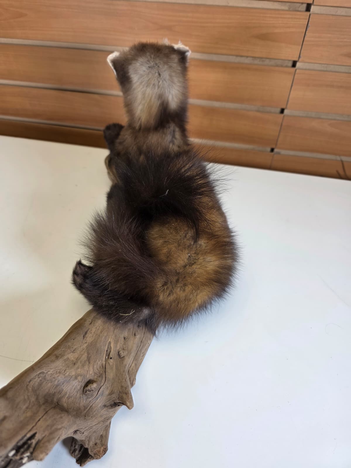 FHCK53 - Pine Marten Taxidermy Mount