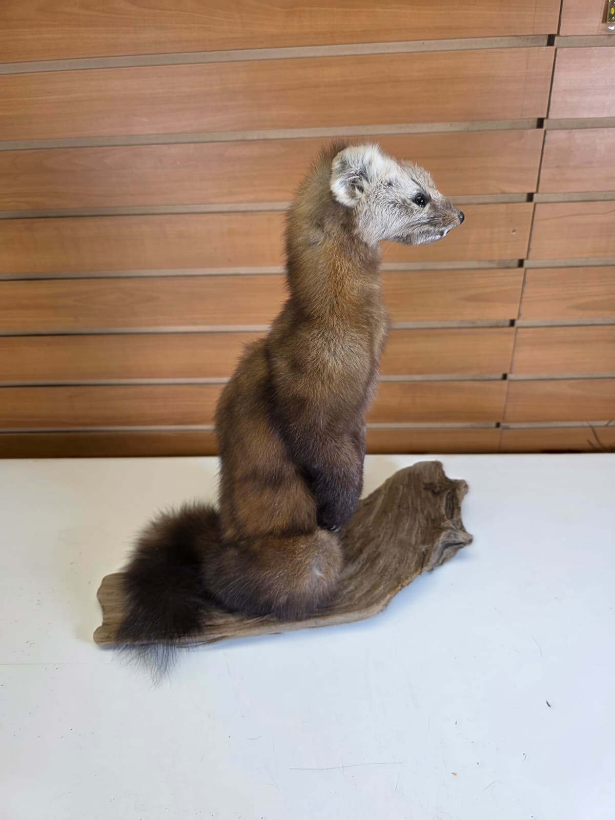 FHCK54 - Pine Marten Taxidermy Mount