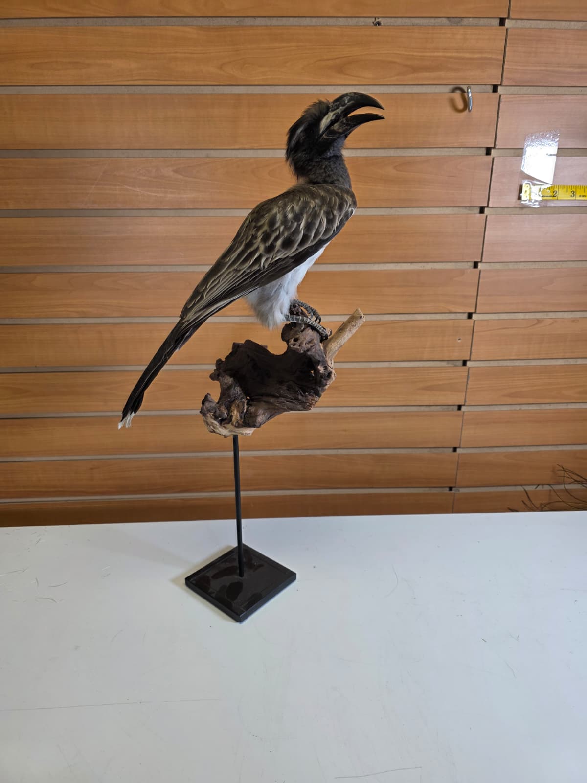 FHB18 - Hornbill Taxidermy Mount