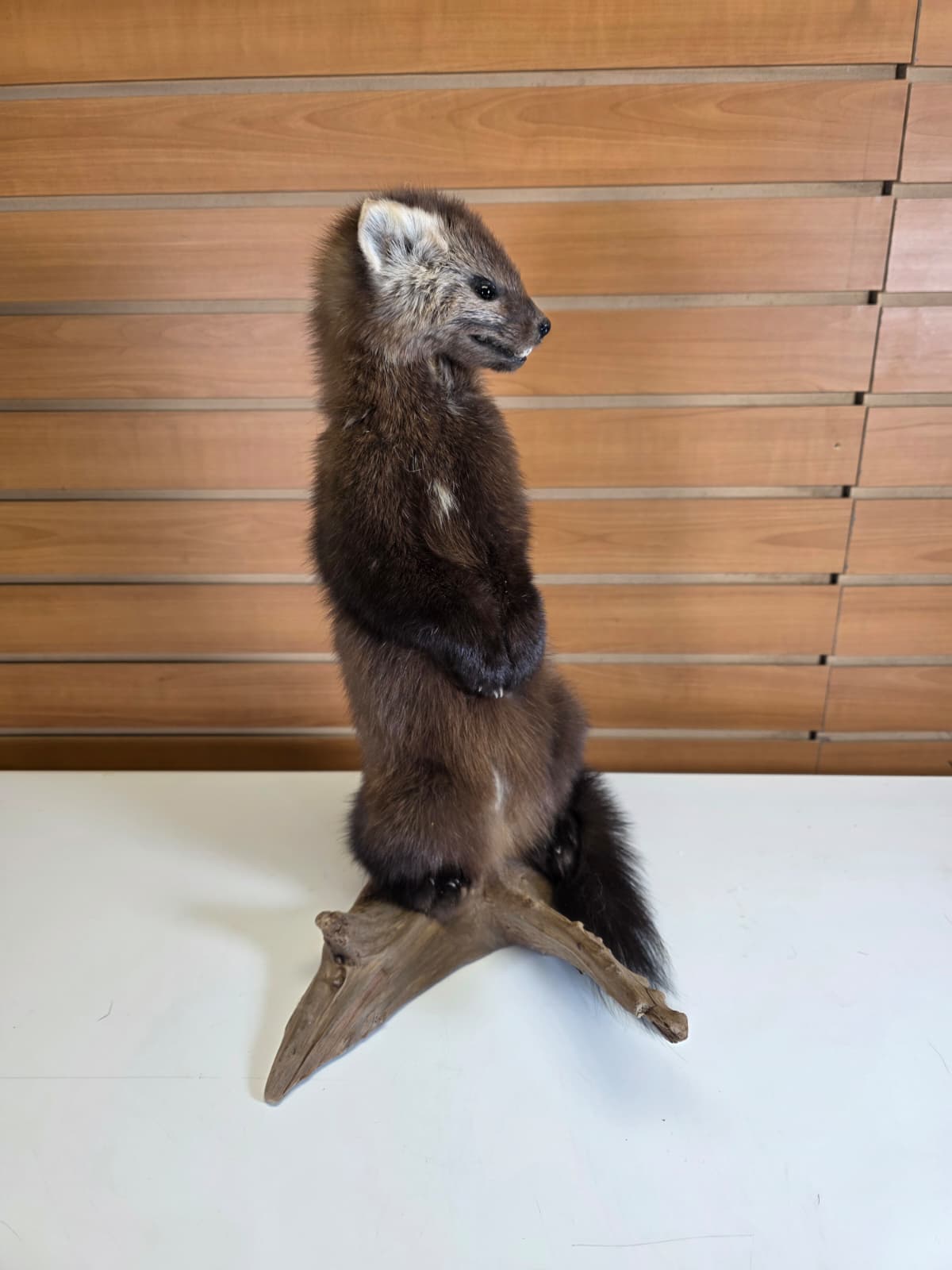 FHCK50 - Marten Taxidermy Mount