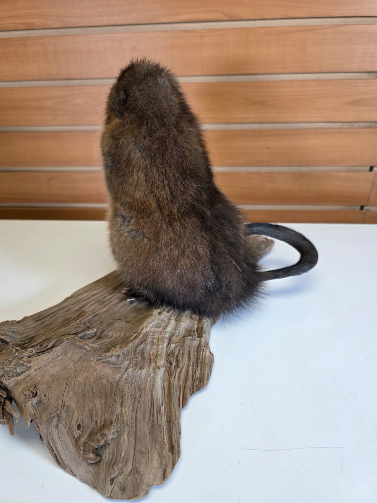 FHCK51 - Muskrat Taxidermy Mount