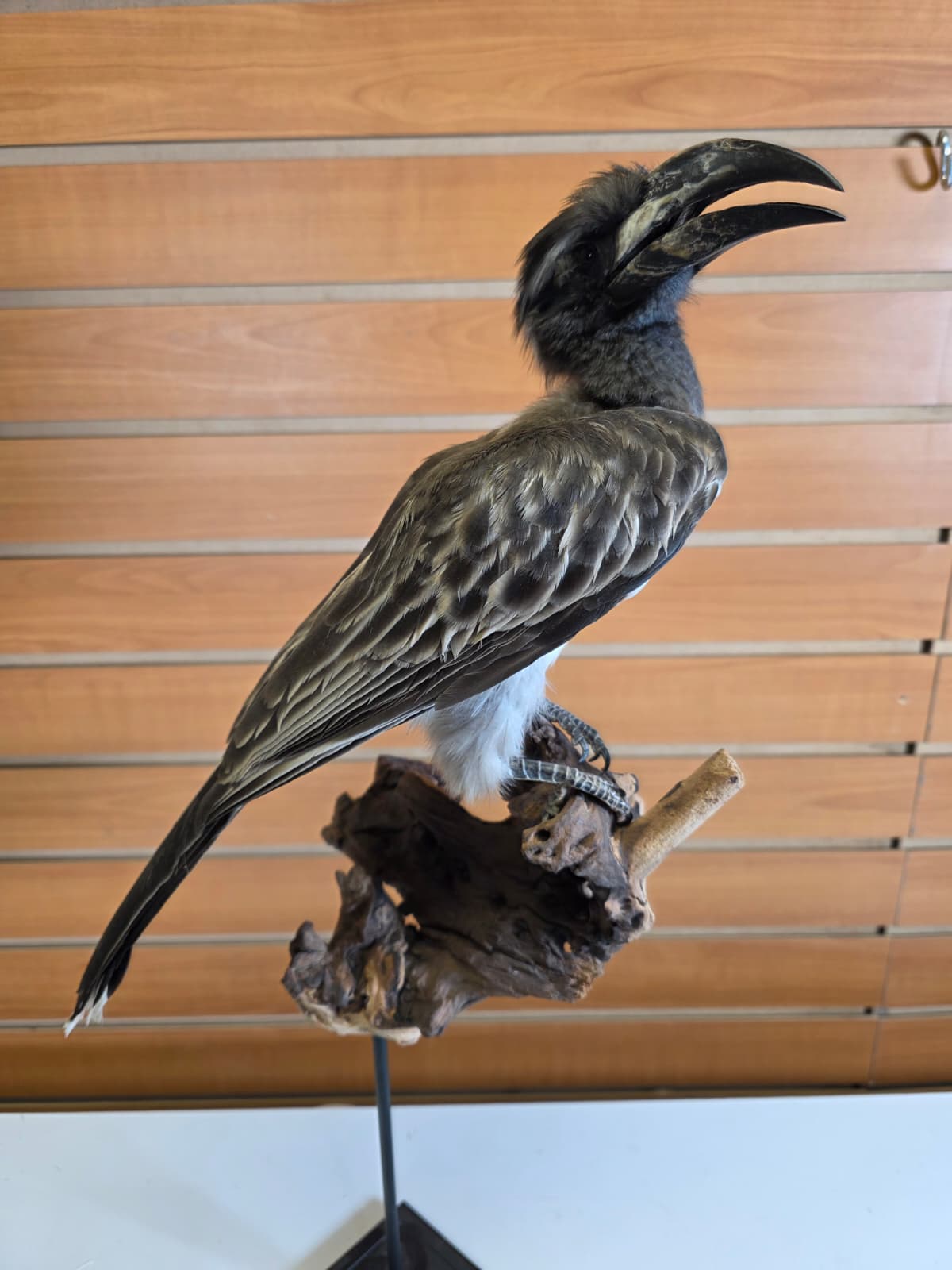 FHB18 - Hornbill Taxidermy Mount