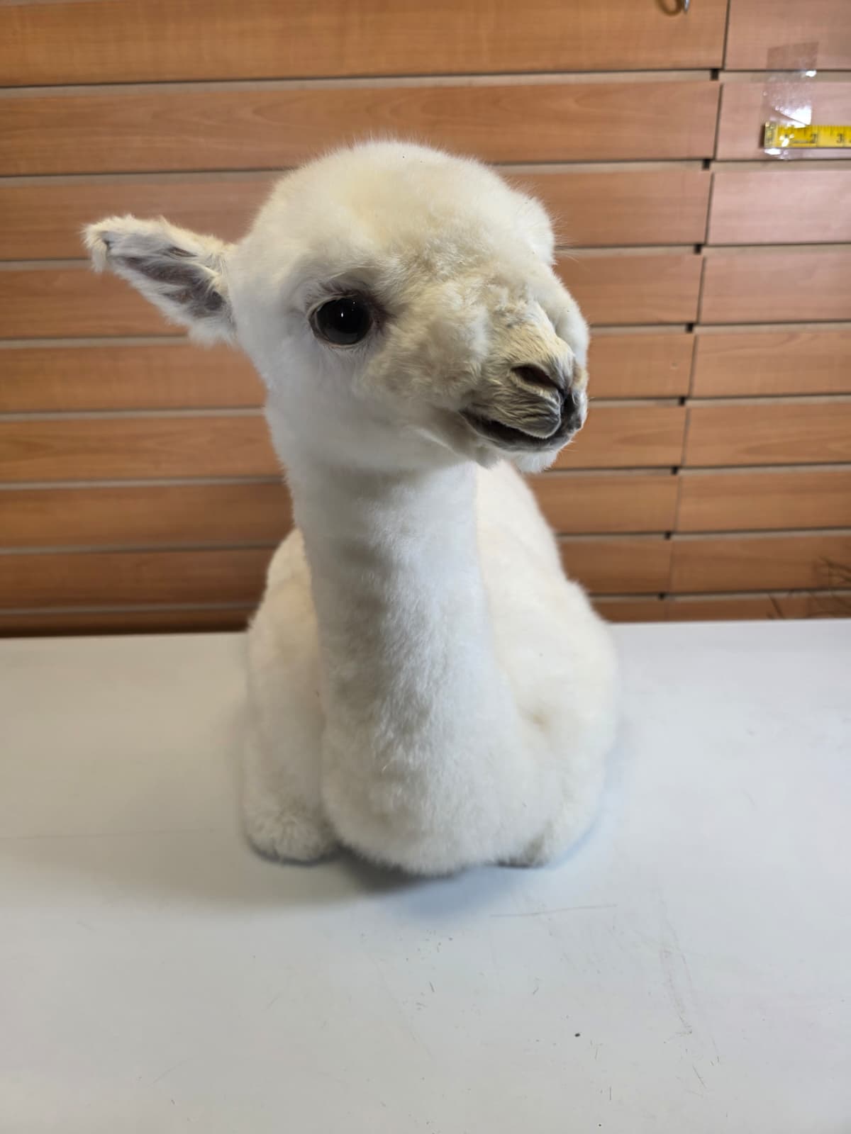 FHB19 - Huacaya Alpaca Taxidermy Mount