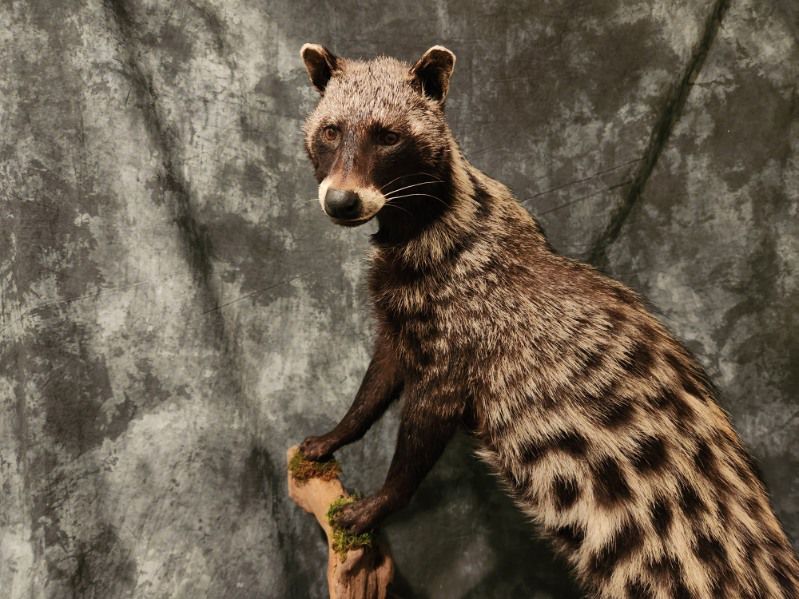 FHJR22 - African Civet Cat taxidermy mount