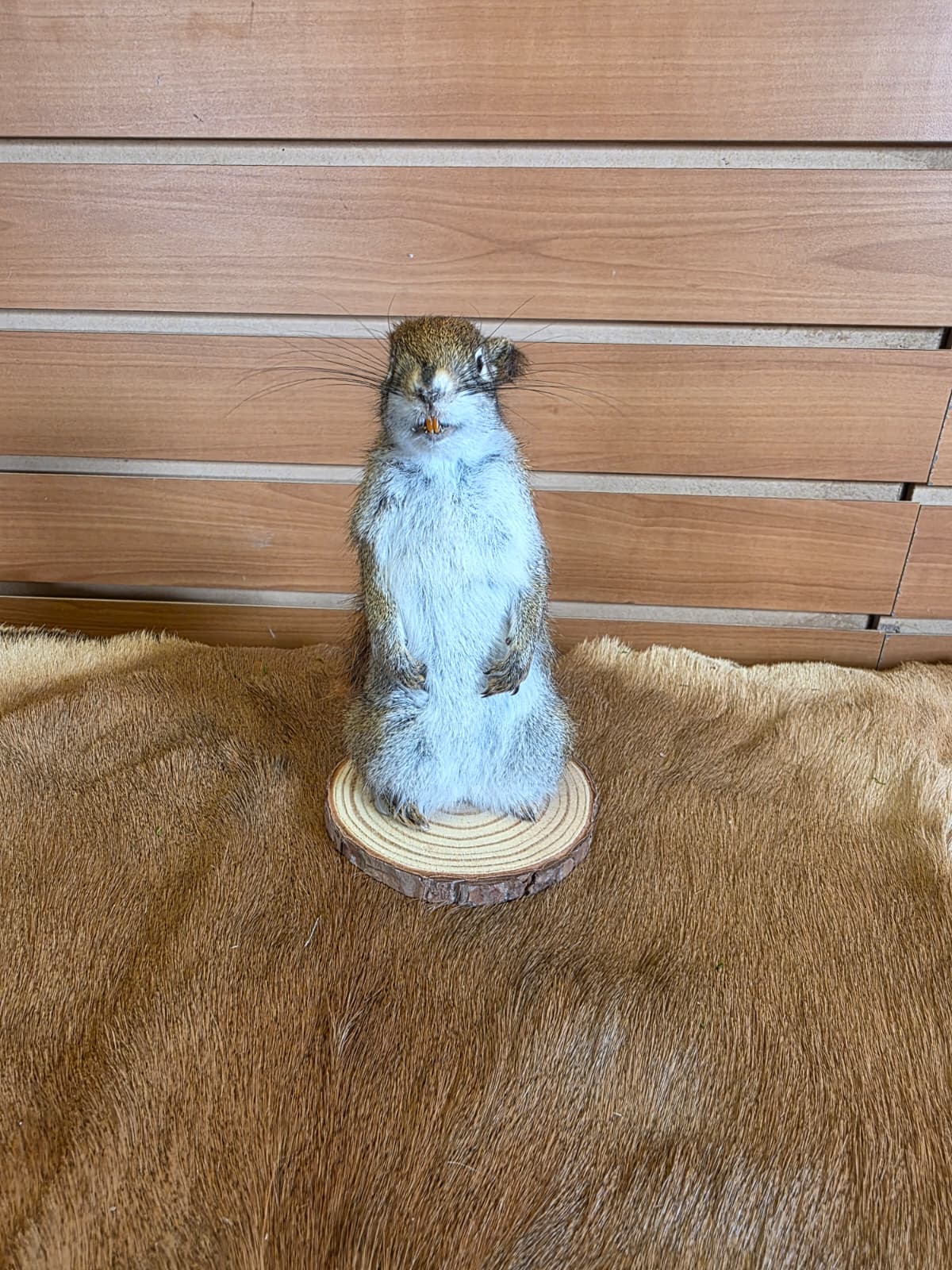 FHCK87- American Red Squirrel Taxidermy Mount