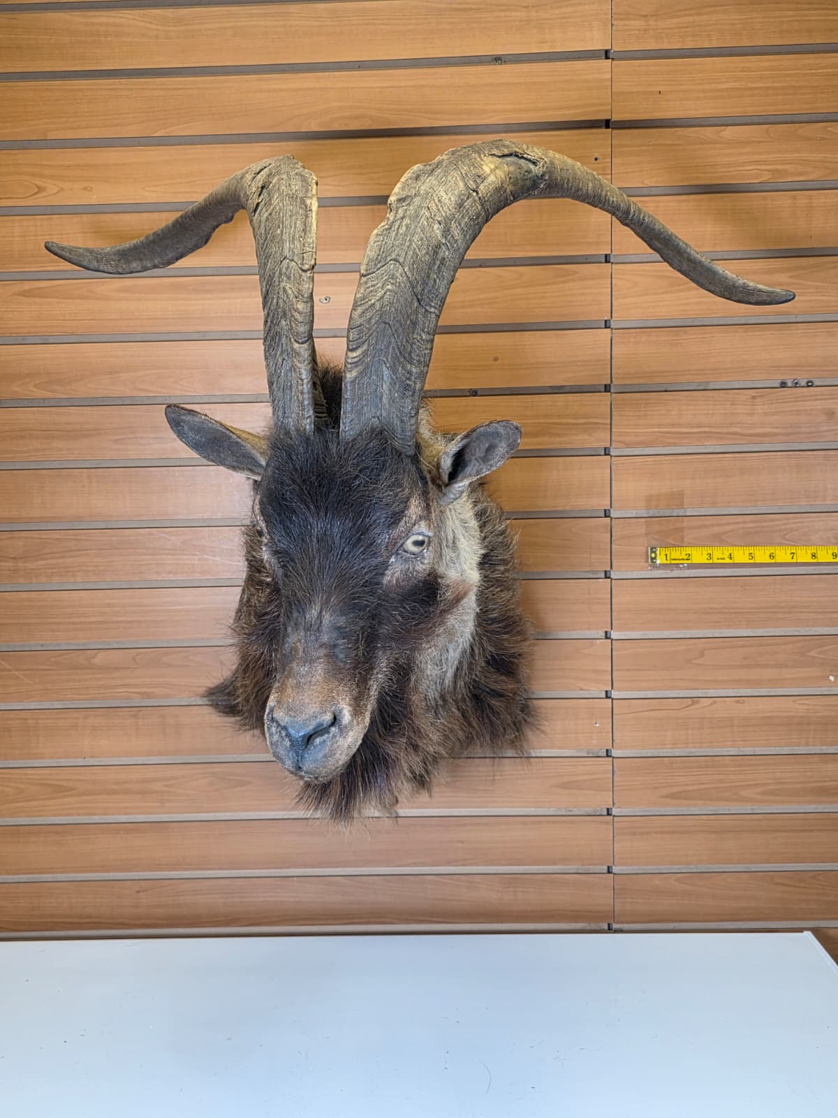 JTV300 - Ibex Goat Head Taxidermy Mount
