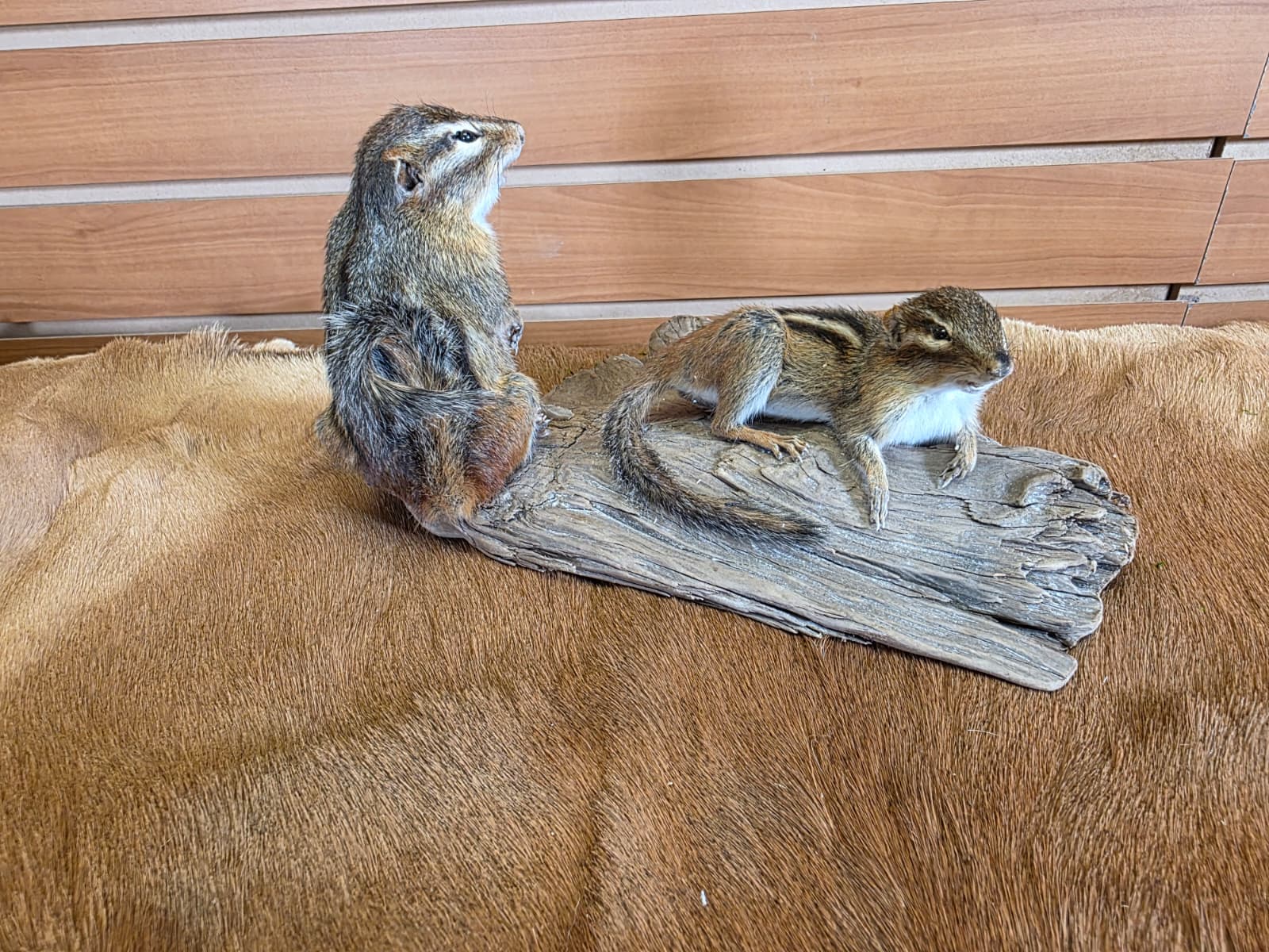 FHCK88 - Two Chipmunks taxidermy mount