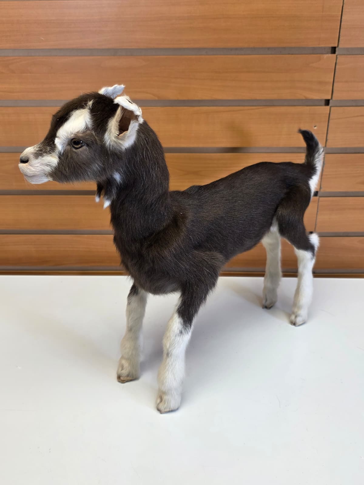 FHB12 - Full Body Goat Taxidermy Mount