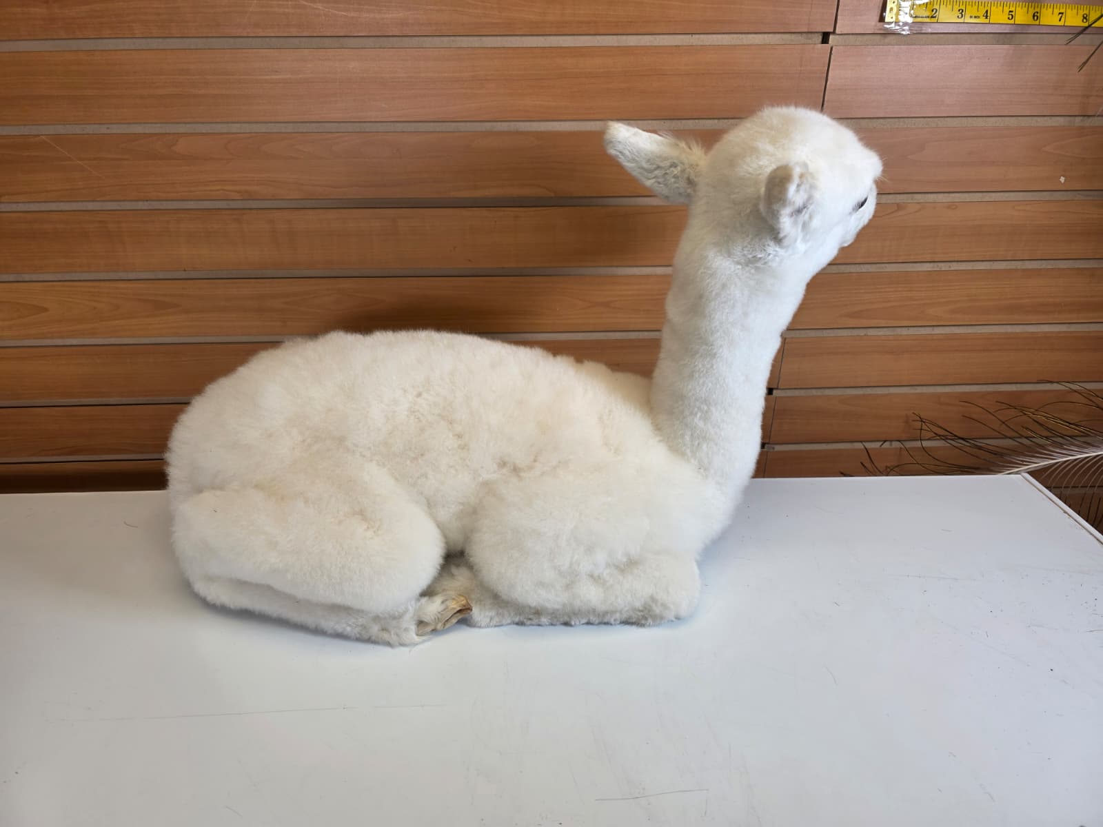 FHB19 - Huacaya Alpaca Taxidermy Mount