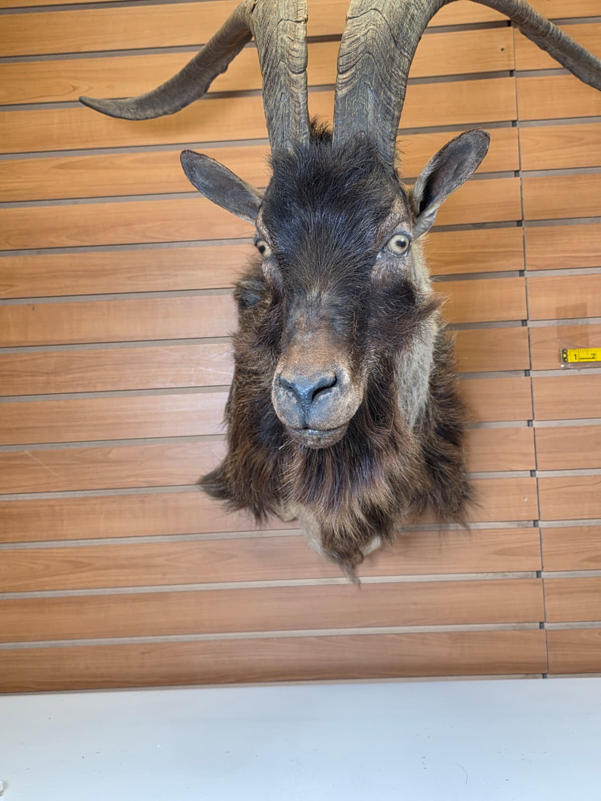 JTV300 - Ibex Goat Head Taxidermy Mount