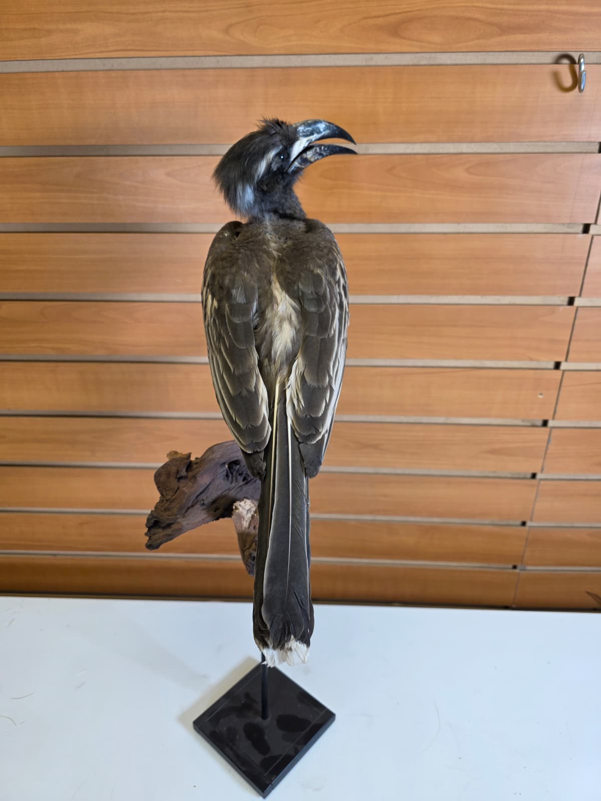 FHB18 - Hornbill Taxidermy Mount