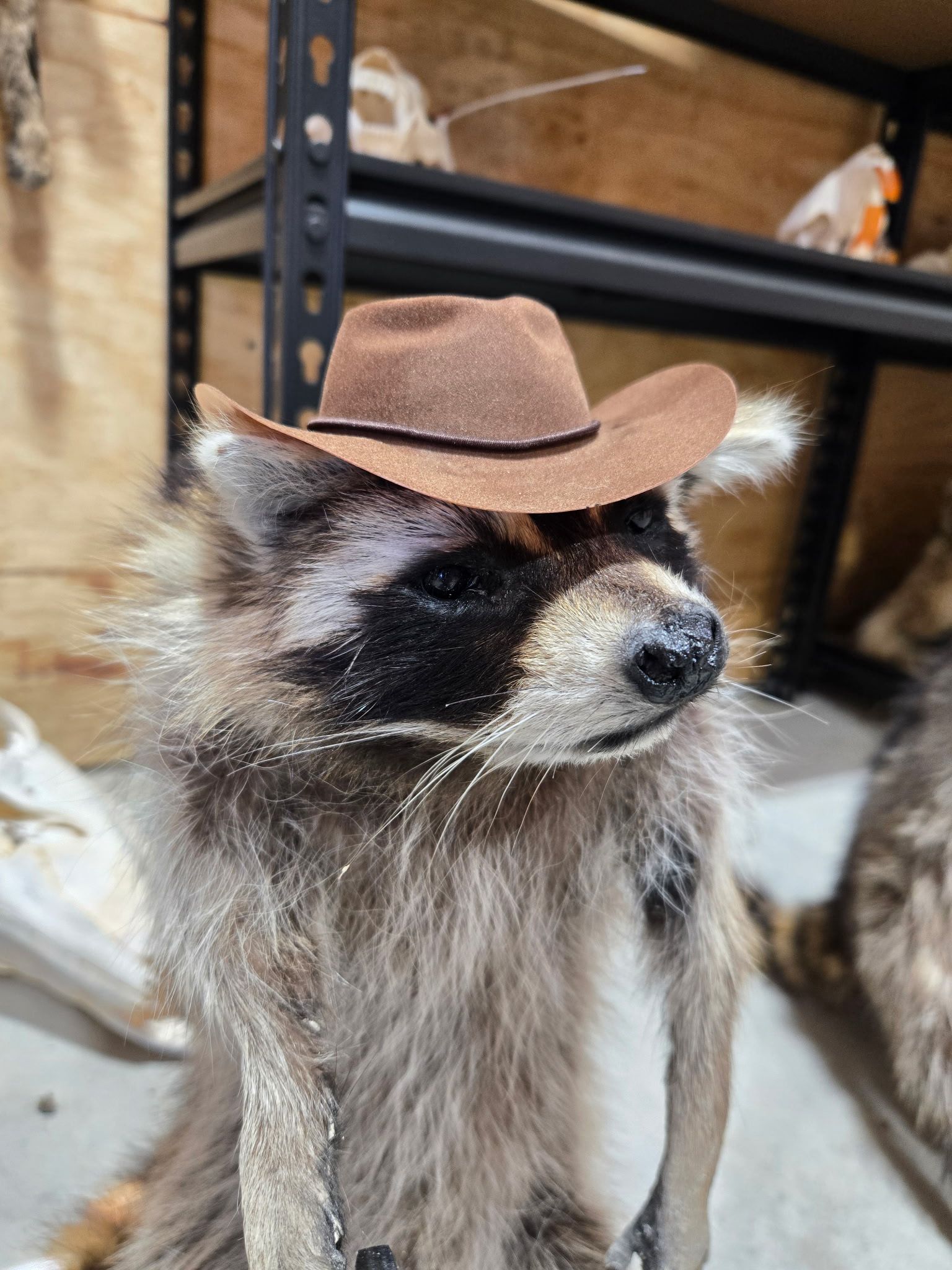 FHHC2 - raccoon taxidermy mount