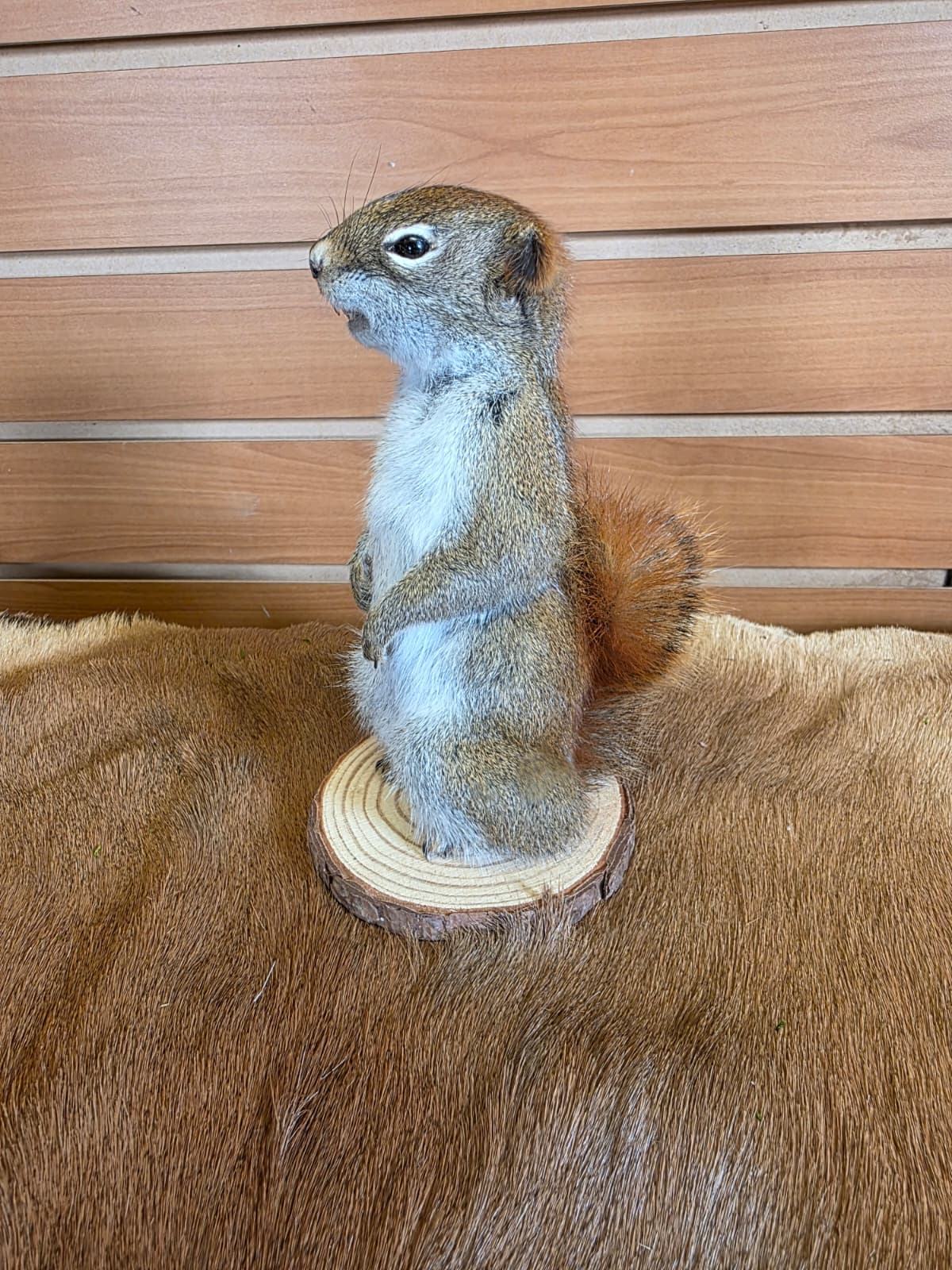 FHCK87- American Red Squirrel Taxidermy Mount
