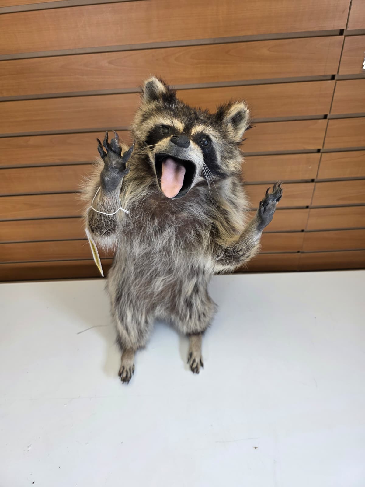 FHCOON20 - Raccoon – Professional Taxidermy Display