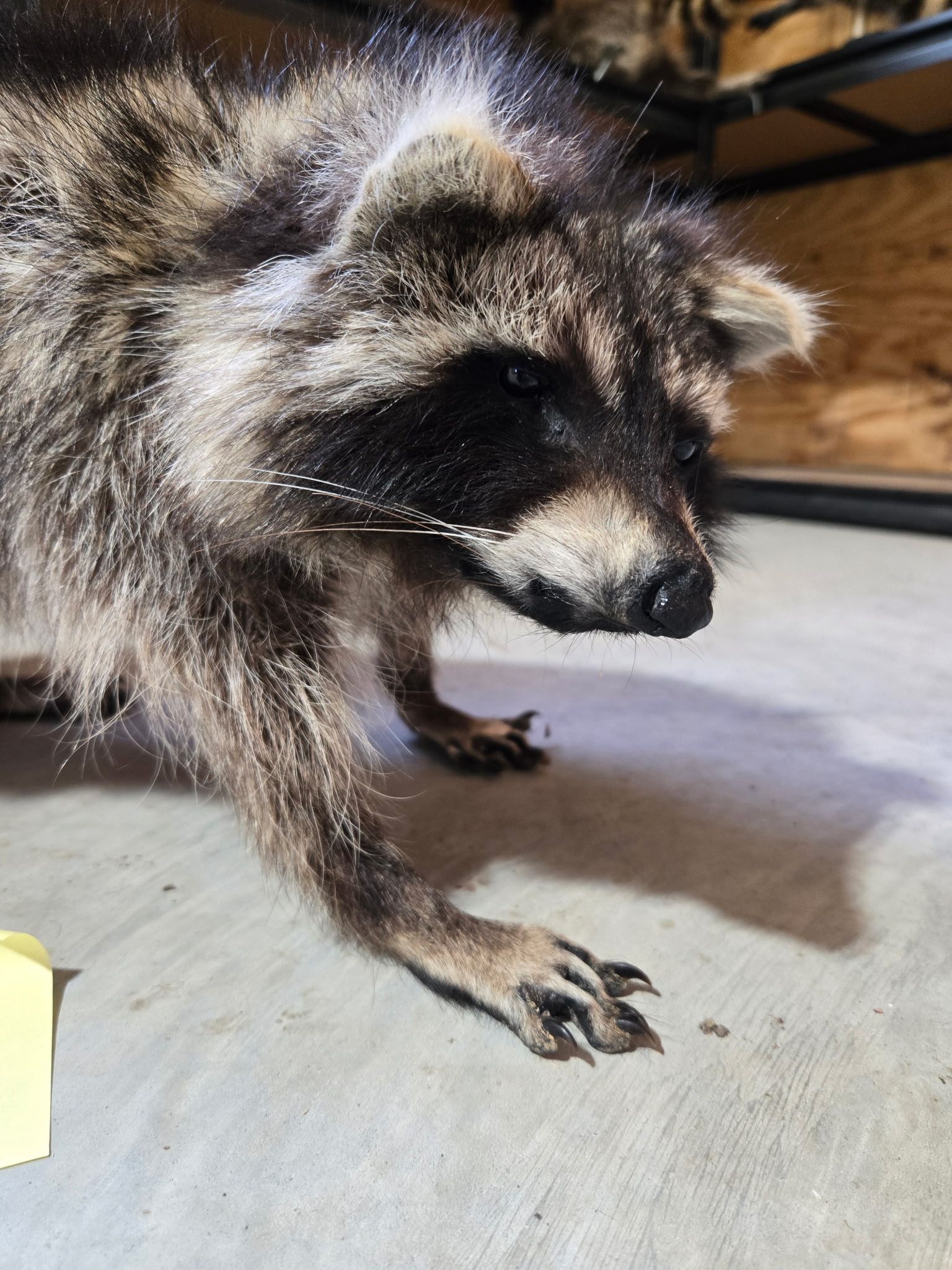 FHHC8 - Raccoon Taxidermy Mount
