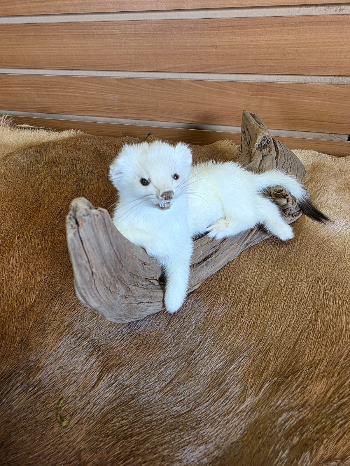 FHCK85 - Beautiful Adorable Weasel Ermine Small Animal Taxidermy