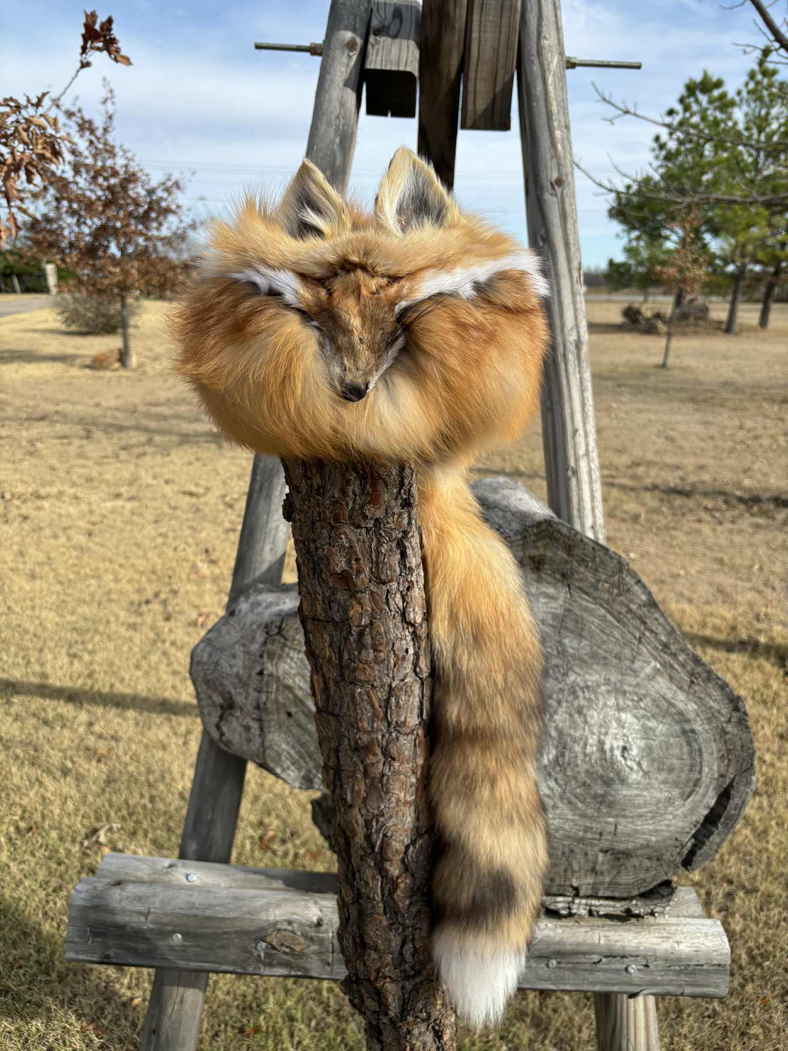 FHMM4 - Red Fox Daniel Boone hat