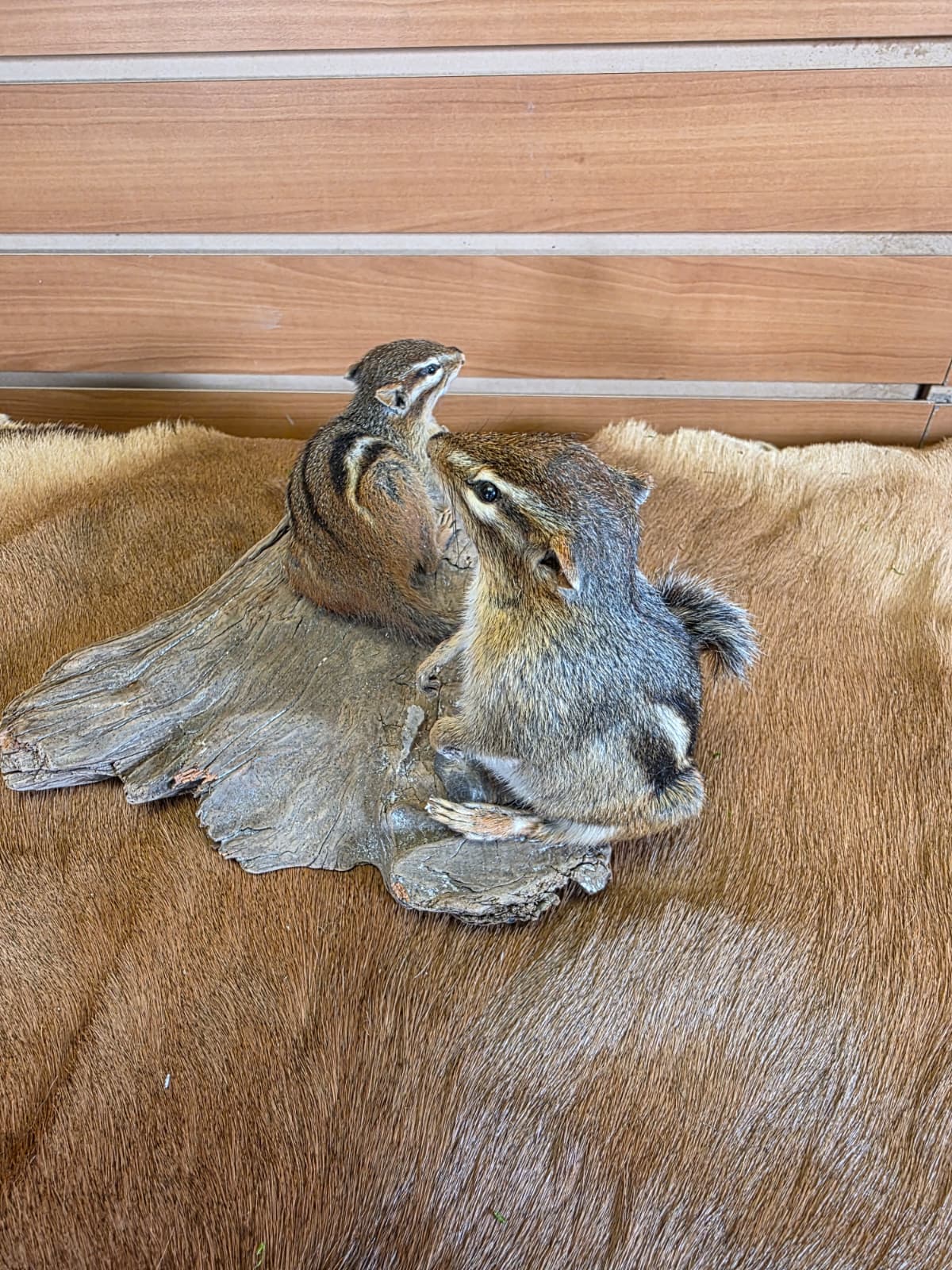 FHCK88 - Two Chipmunks taxidermy mount