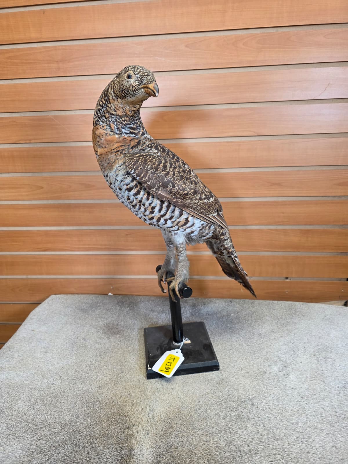 JTV109 - Western Capercaille Hen (Grouse) – Full-body Taxidermy Mount