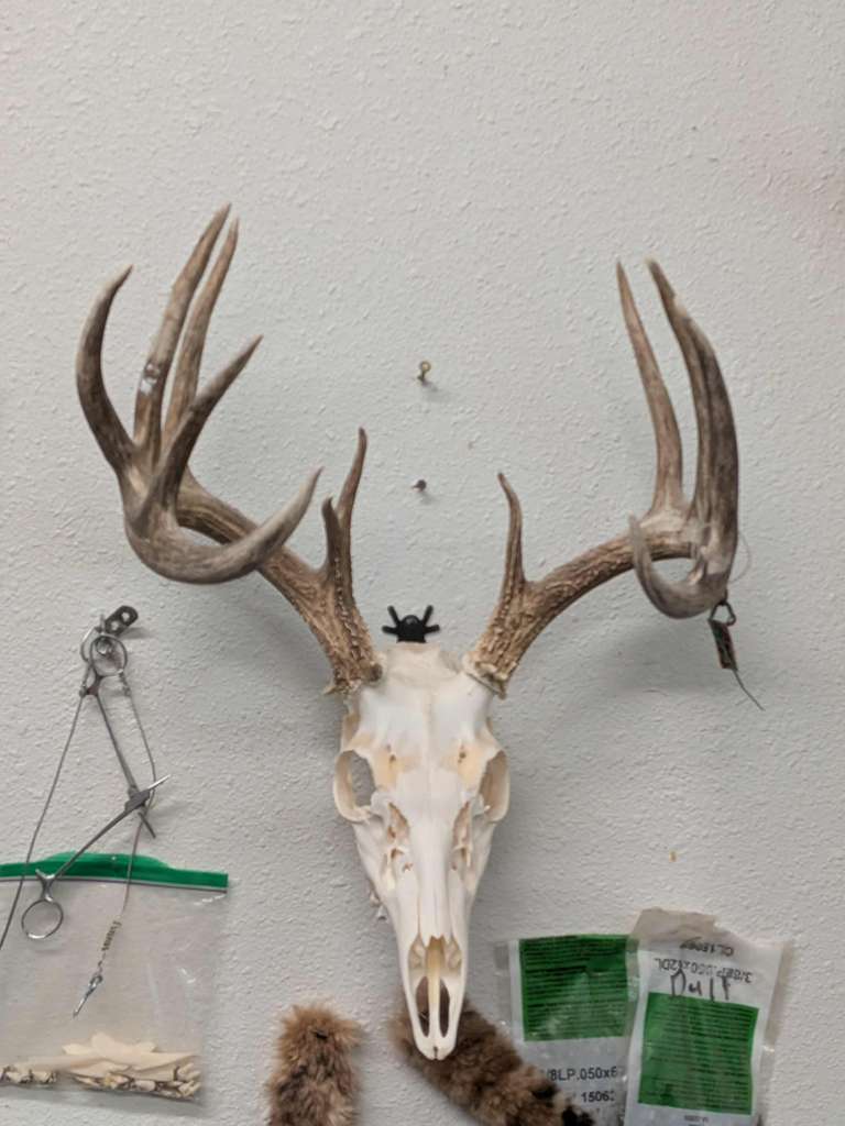 FHPATK2 - Whitetail Taxidermy Euro Mount