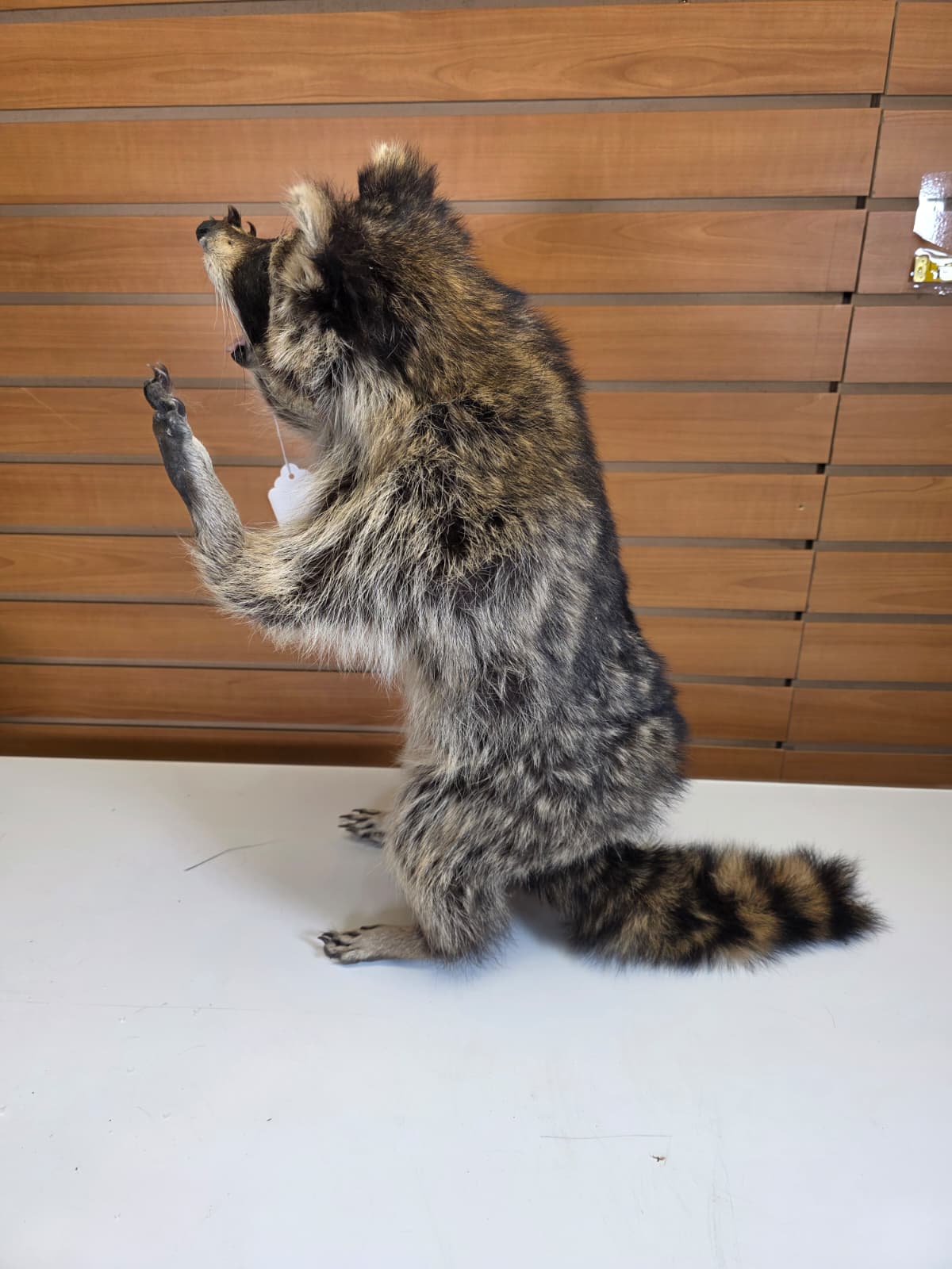 FHCOON20 - Raccoon – Professional Taxidermy Display