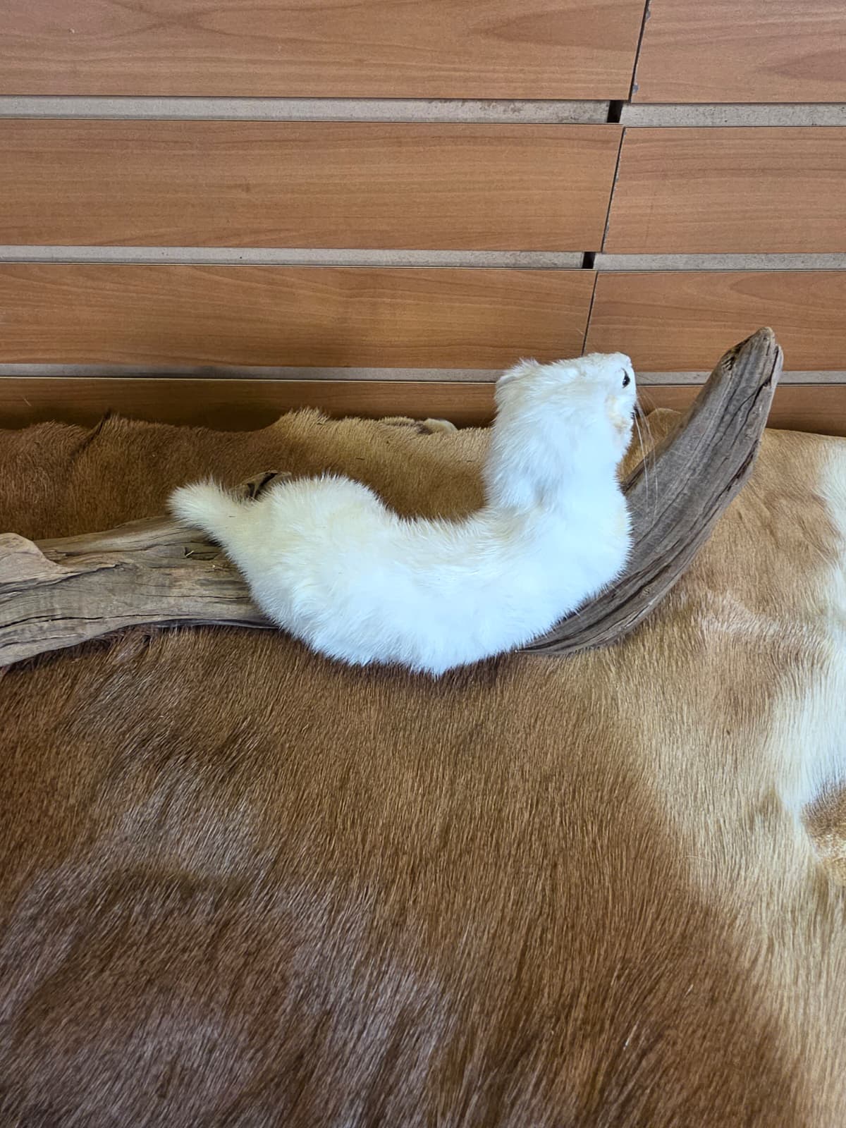 FHCK85 - Beautiful Adorable Weasel Ermine Small Animal Taxidermy