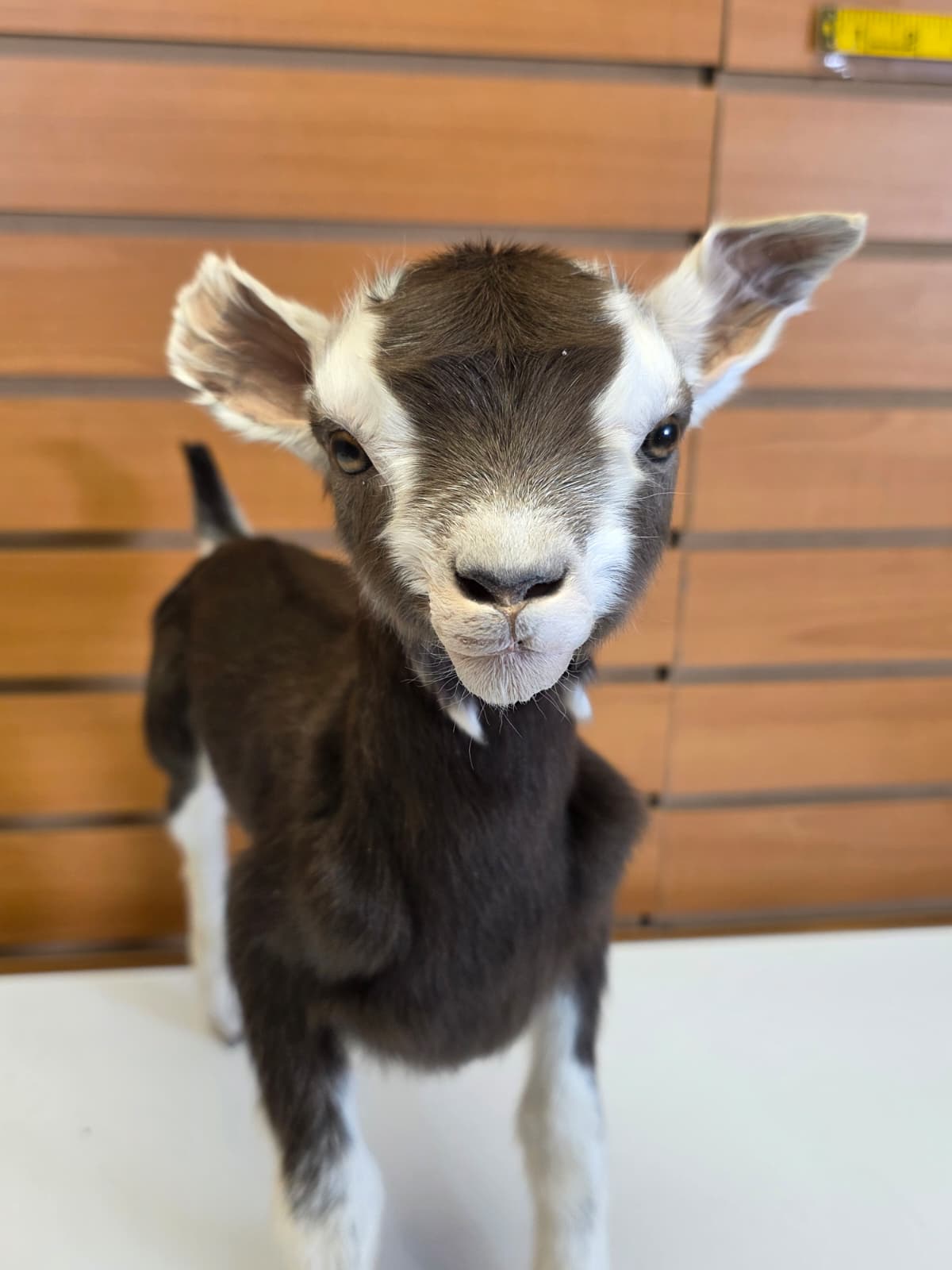 FHB12 - Full Body Goat Taxidermy Mount