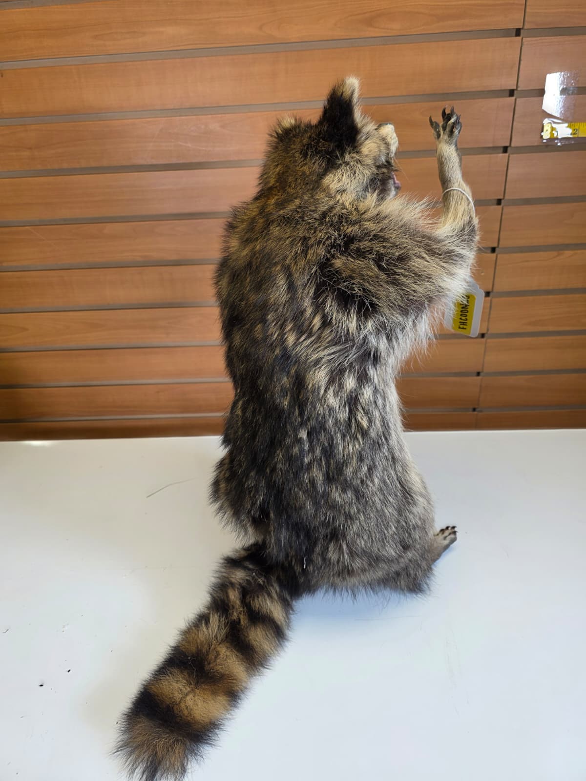 FHCOON20 - Raccoon – Professional Taxidermy Display