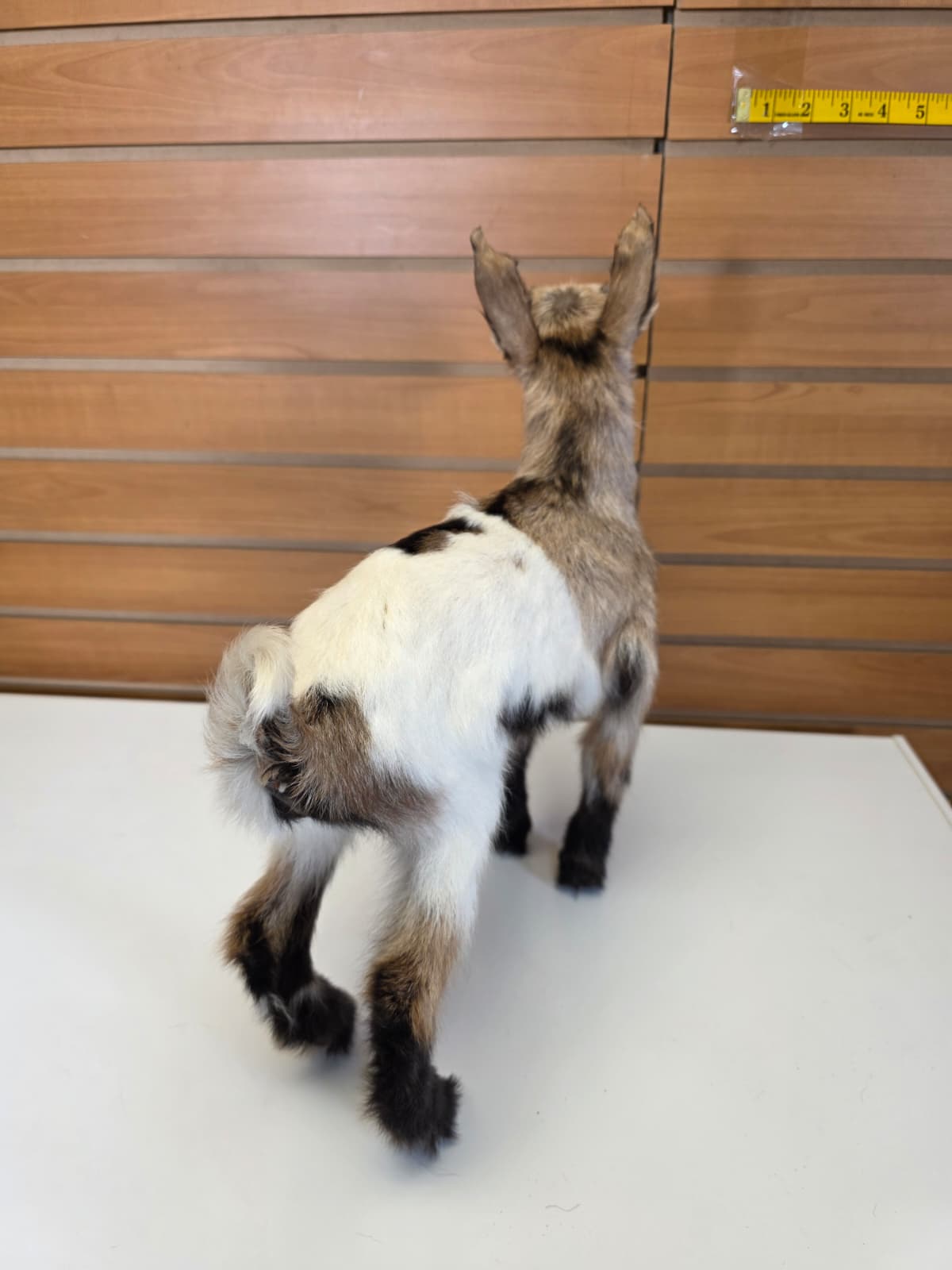 FHB10 - Nigerian Dwarf Goat – Full Body Taxidermy Mount