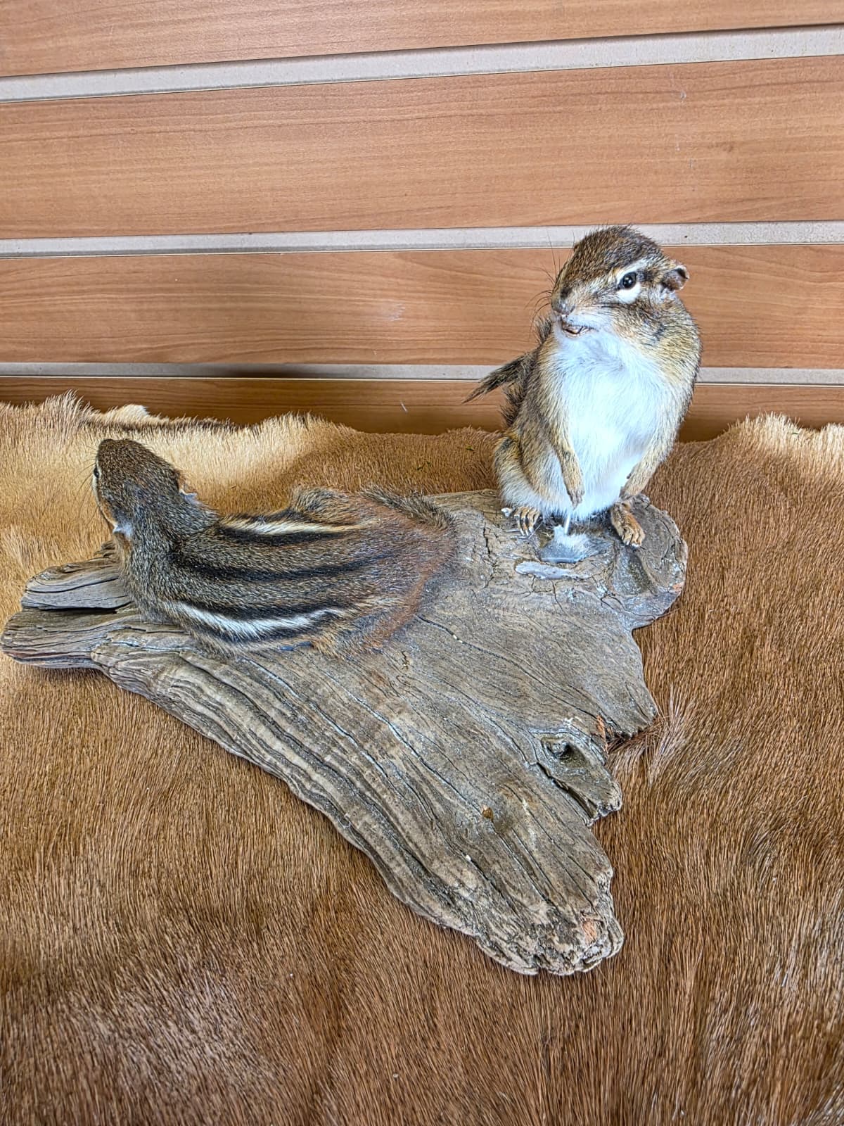 FHCK88 - Two Chipmunks taxidermy mount