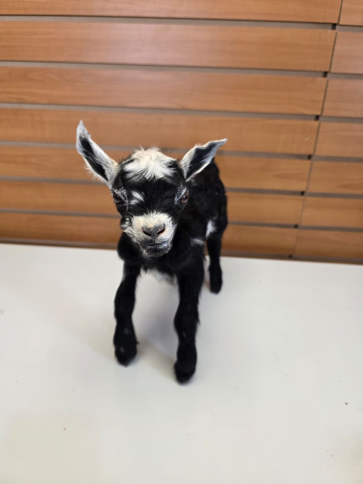 FHB14 - Black Goat Taxidermy Mount