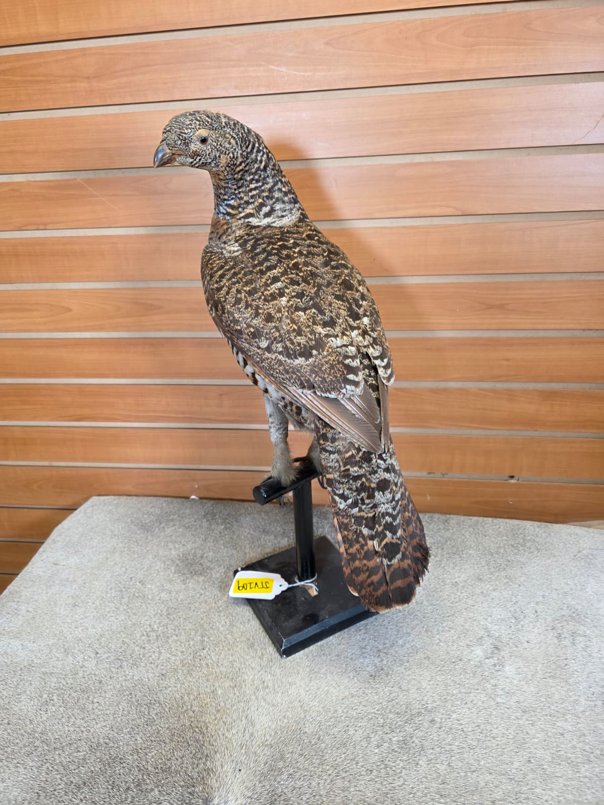 JTV109 - Western Capercaille Hen (Grouse) – Full-body Taxidermy Mount