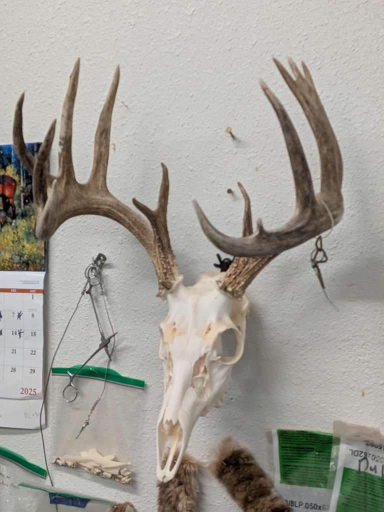 FHPATK2 - Whitetail Taxidermy Euro Mount
